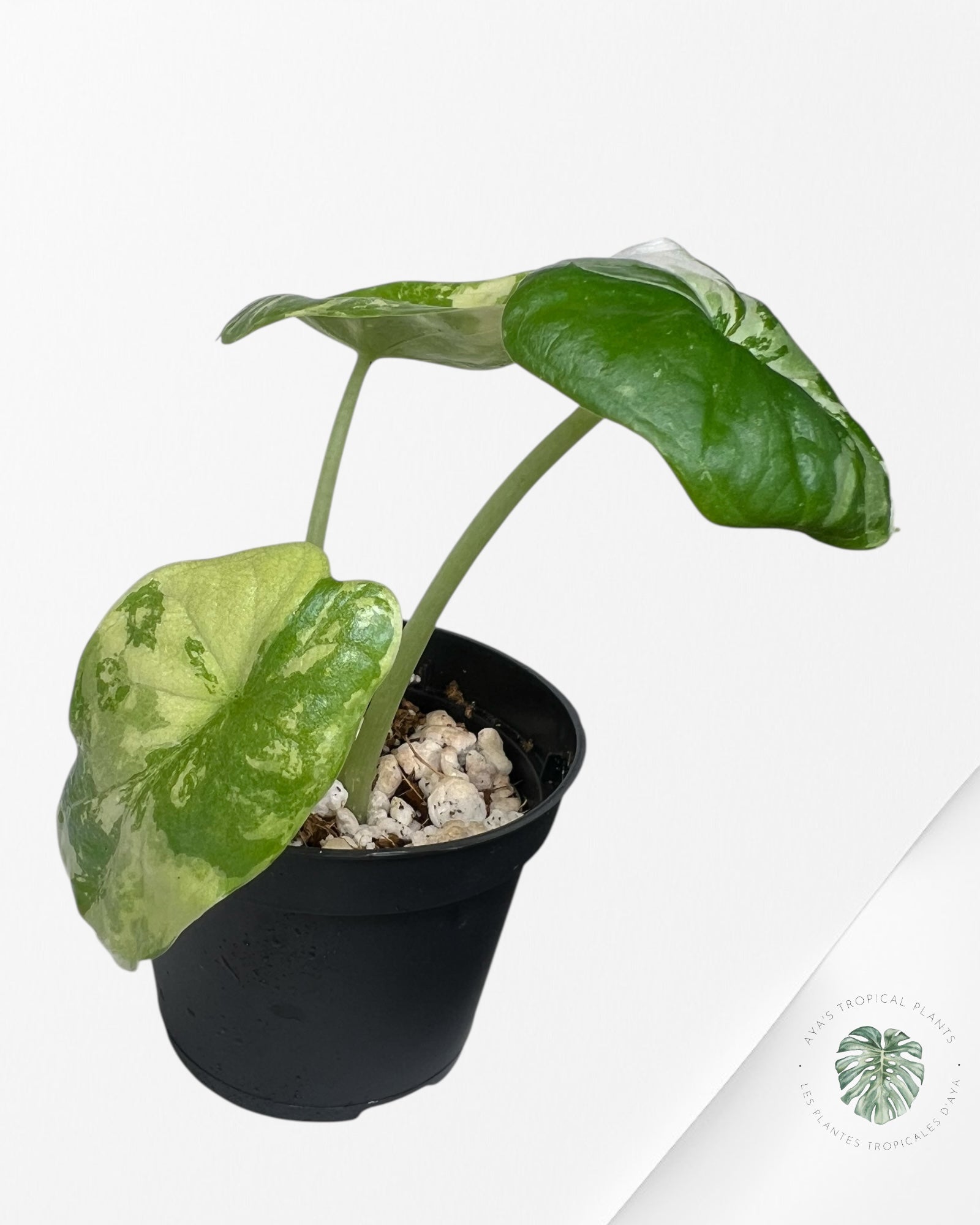 Alocasia Dragon Scale Variegated Albo ( Grade A) - TC1