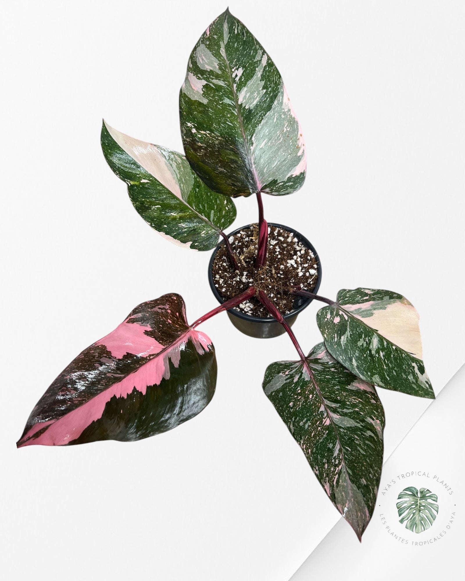 Philodendron Pink Galaxy - T2