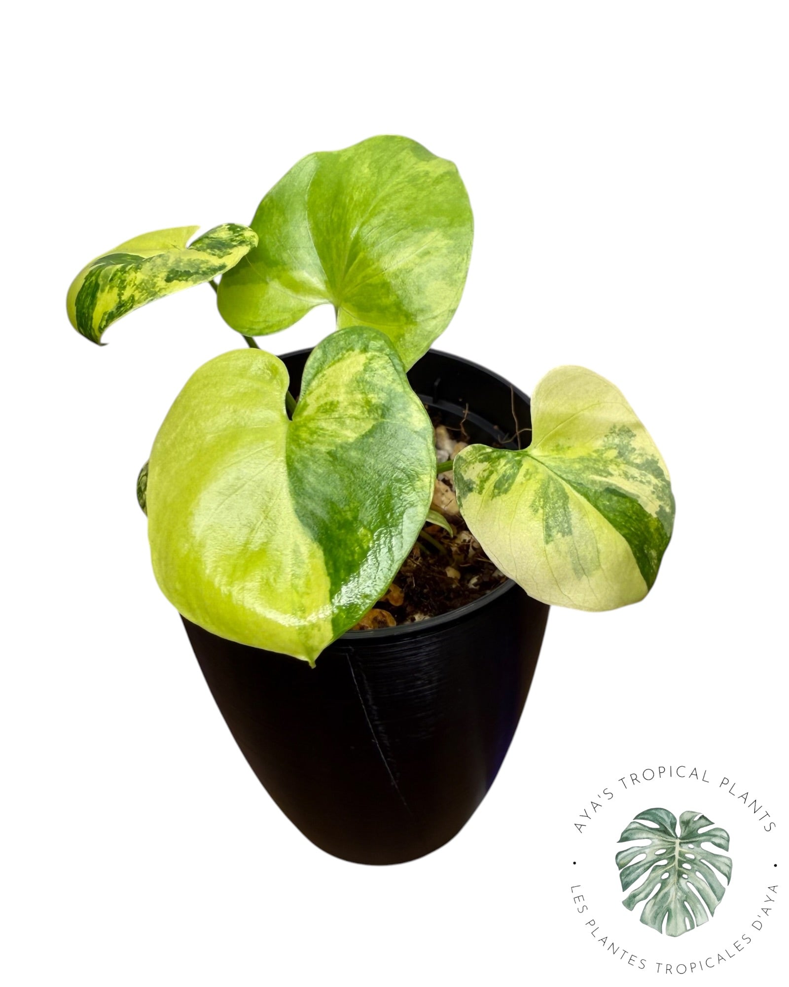 Philodendron Bipinnatifidum Variegated