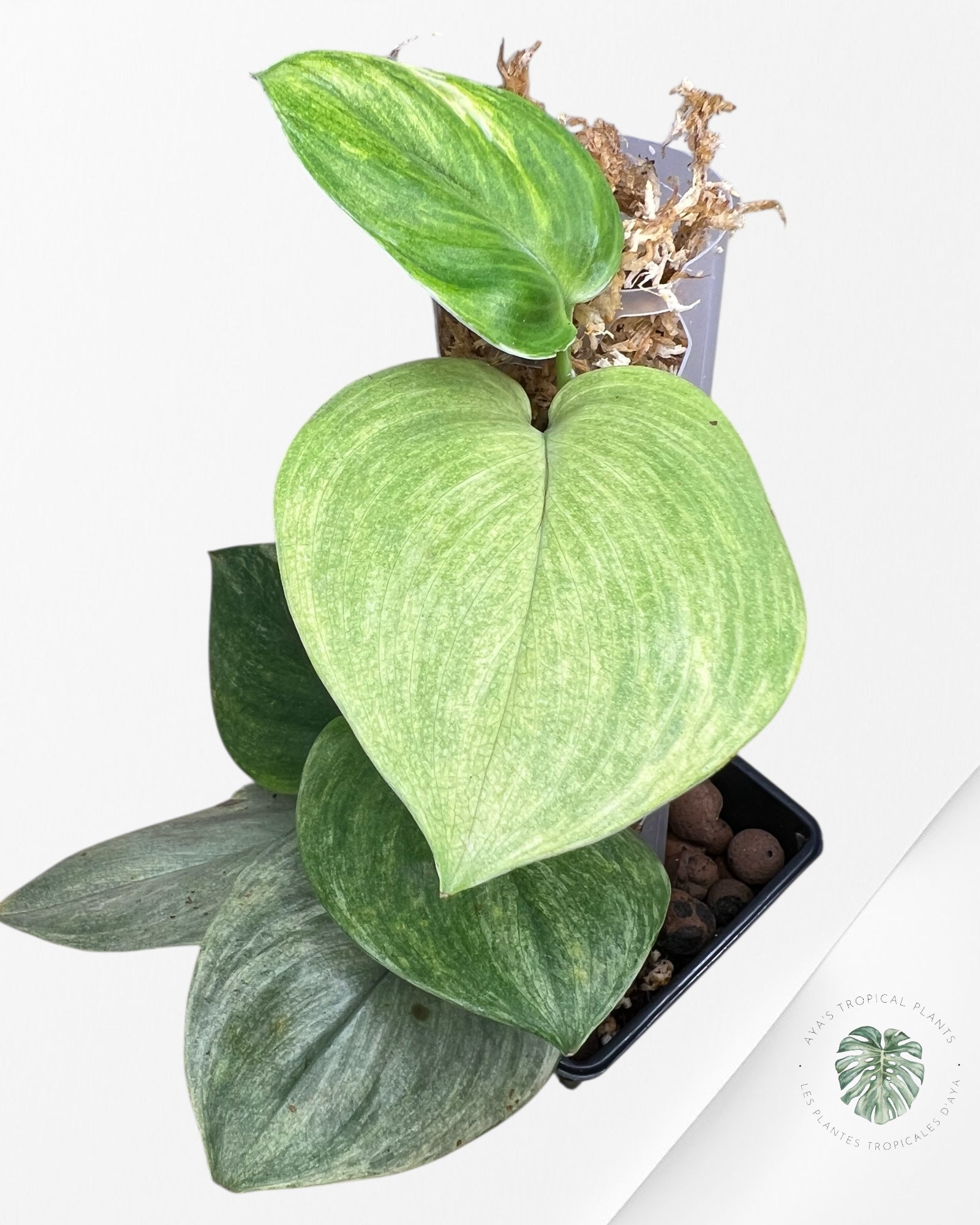 Scindapsus Treubii Moonlight White Mint - STM07