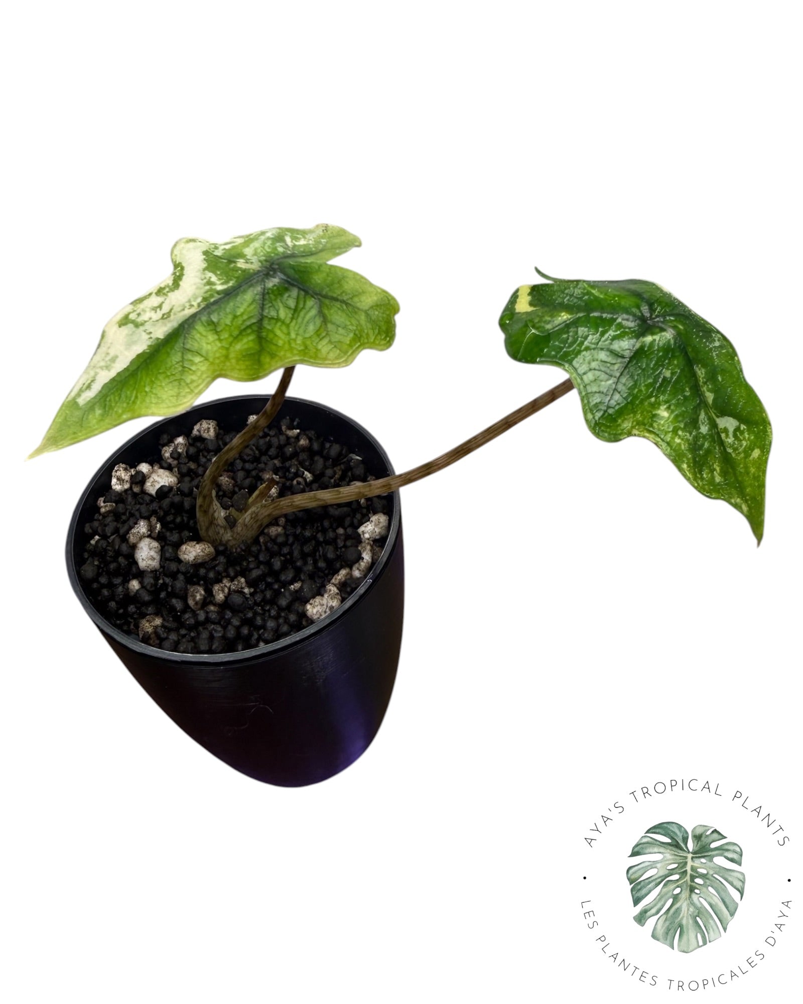 Alocasia Jacklyn Mystic variegated