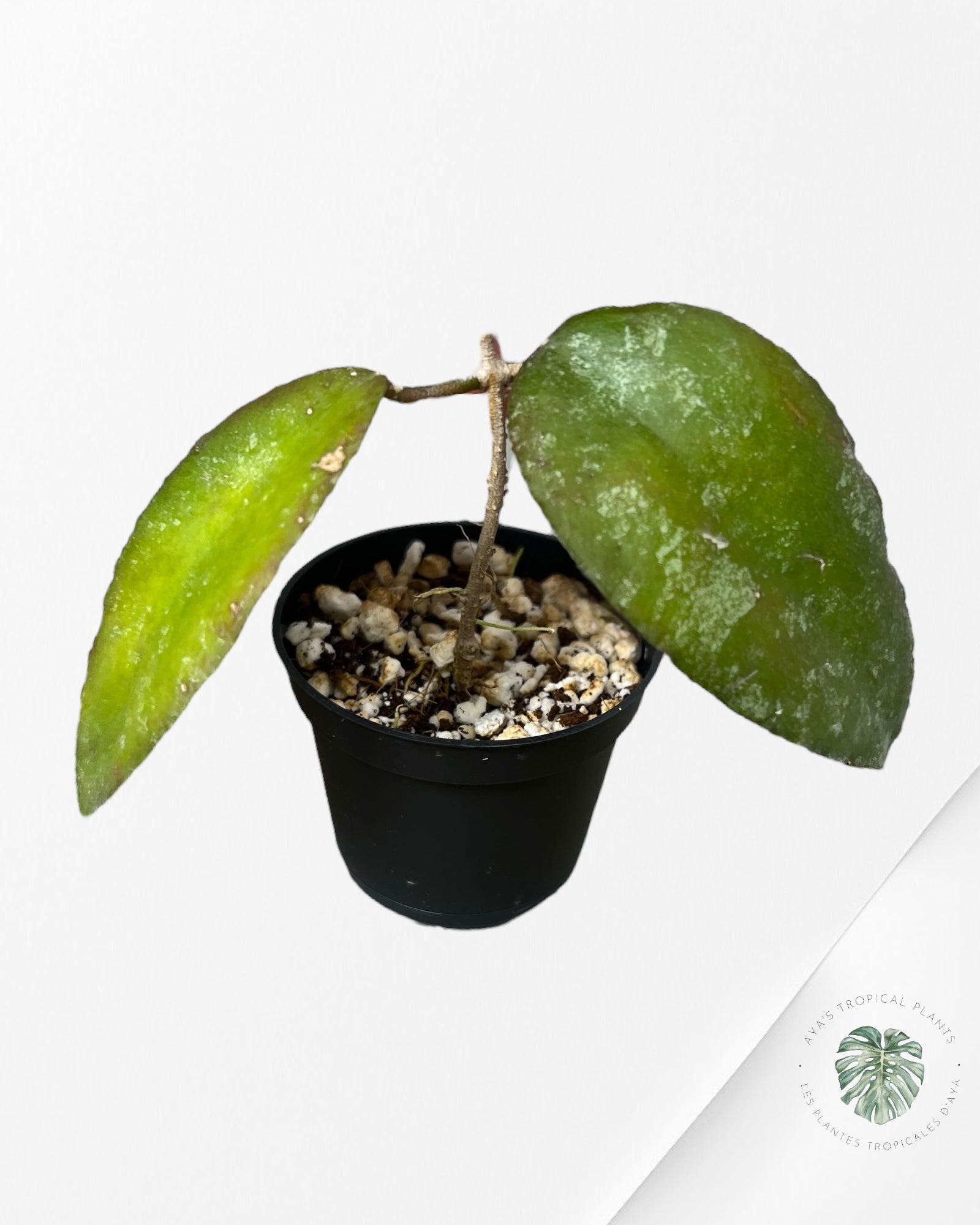 Hoya Caudata Sumatra - CS1