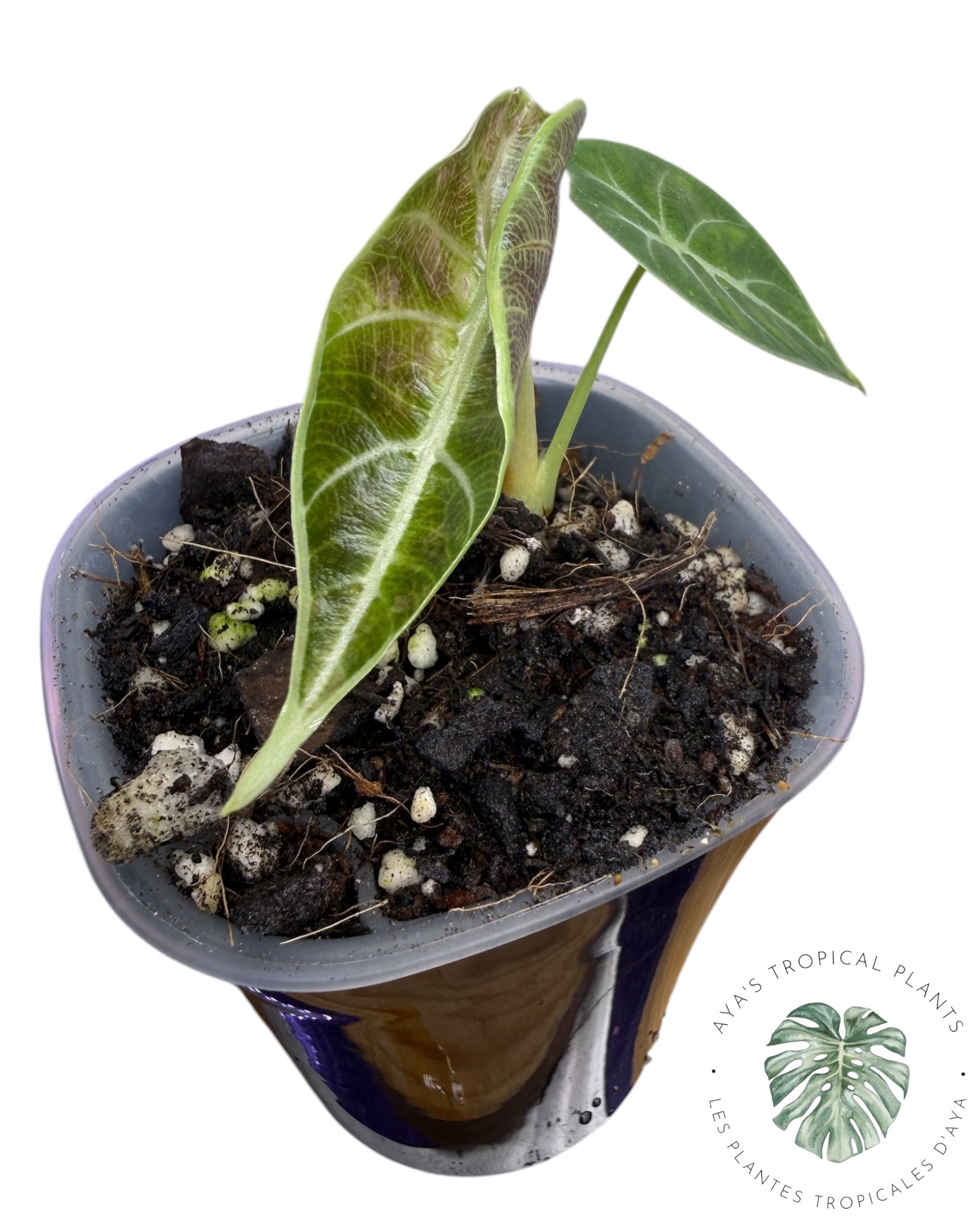 Alocasia Watsoniana Doff. Pink Variegated