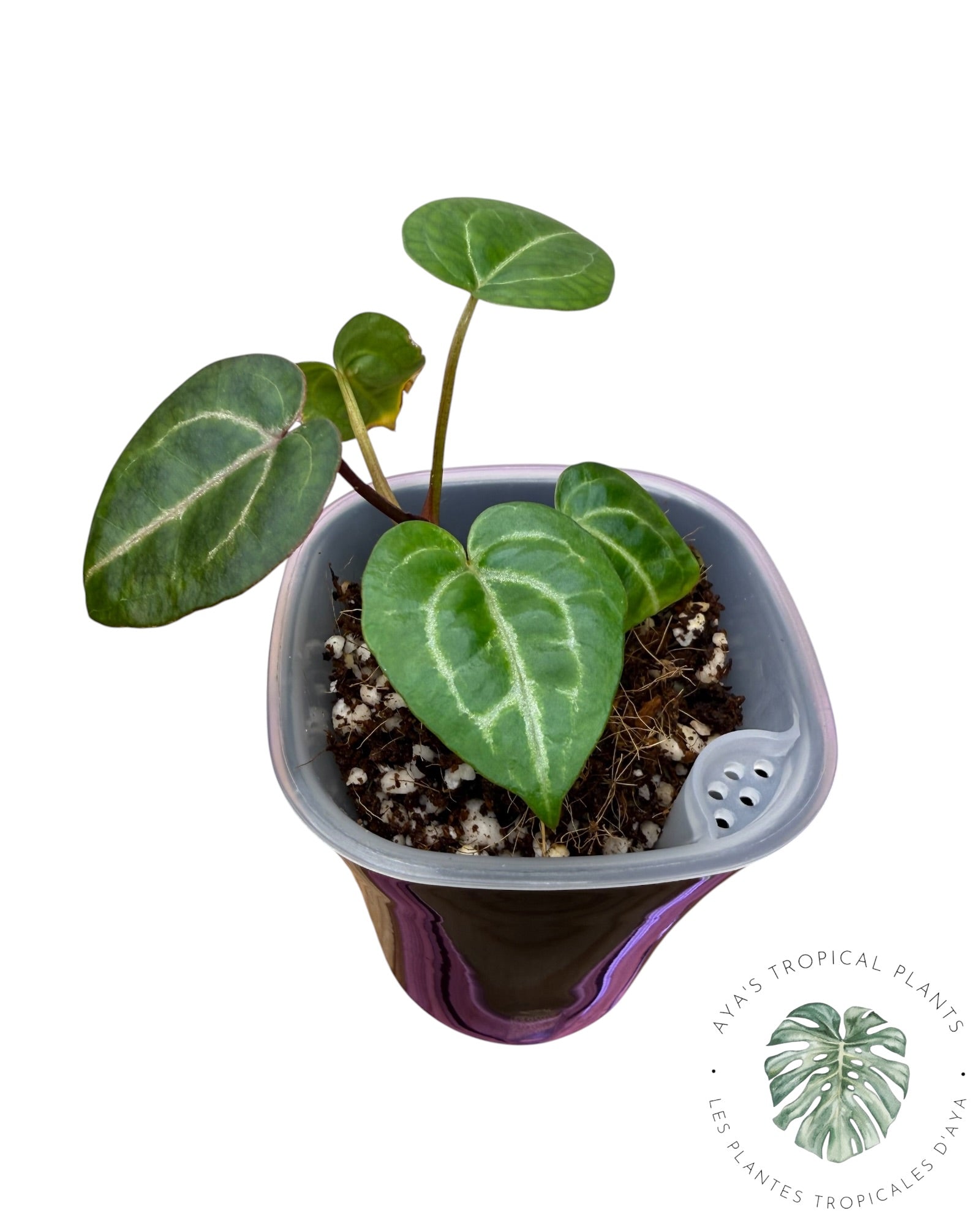 Anthurium Wonderboy X Michelle
