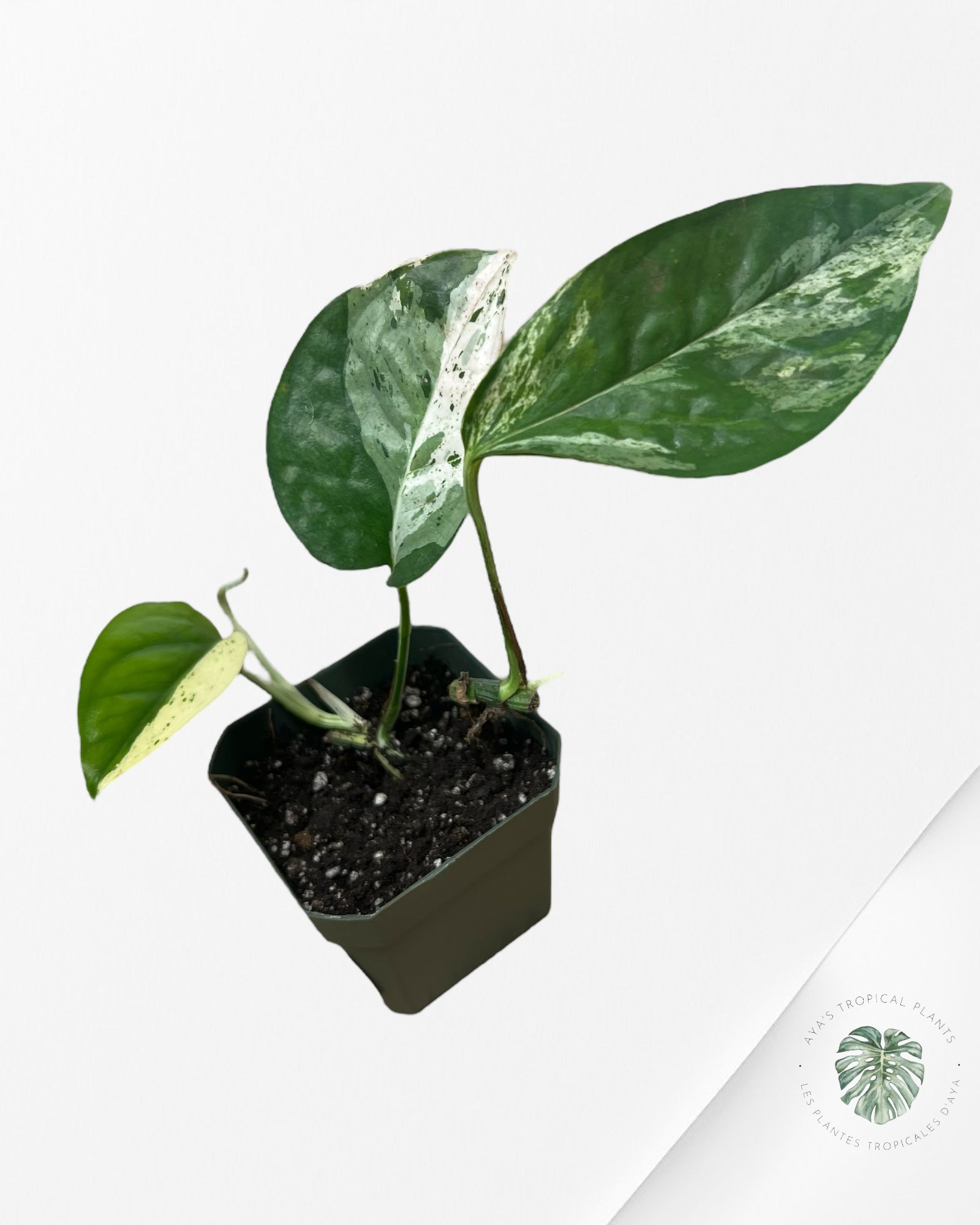 Marbre Epipremnum Pinnatum - E15