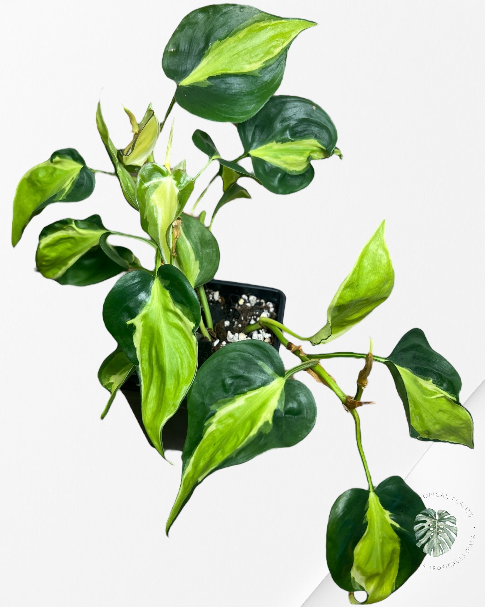 Philodendron hederaceum 'Cream Splash' - F4