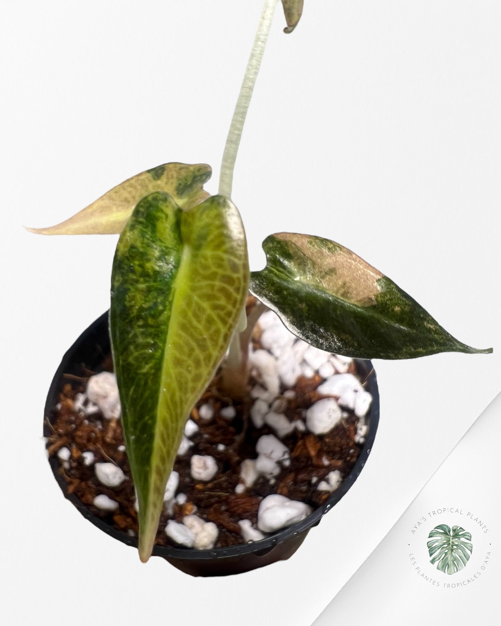 Alocasia Bambino Variegated (Aurea) - TC6