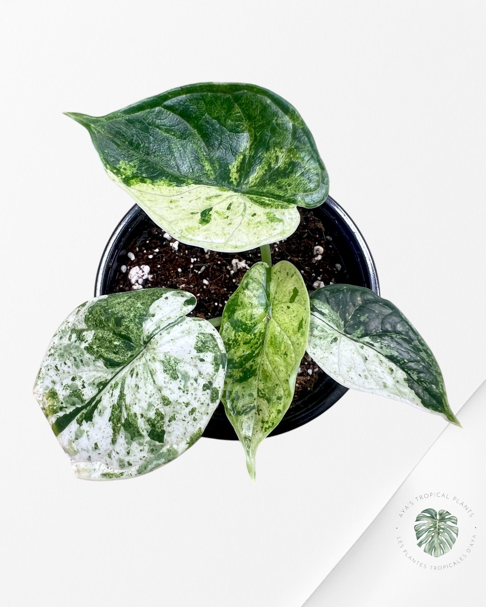 Alocasia Dragon Scale Menthe - S7