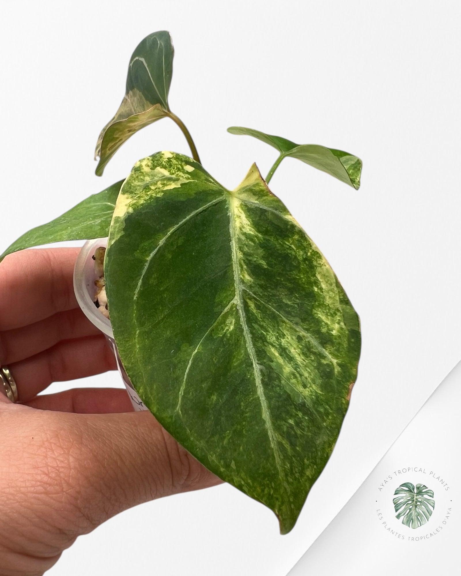 Anthurium Magna x Portillae *Hellboy* Panaché
