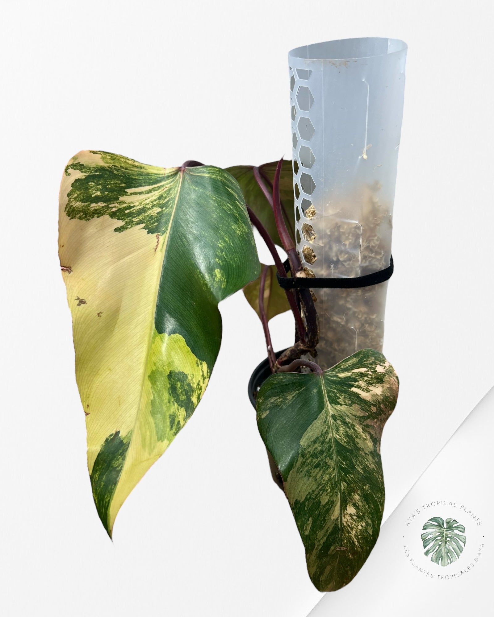 Philodendron Strawberry Shake - ME5