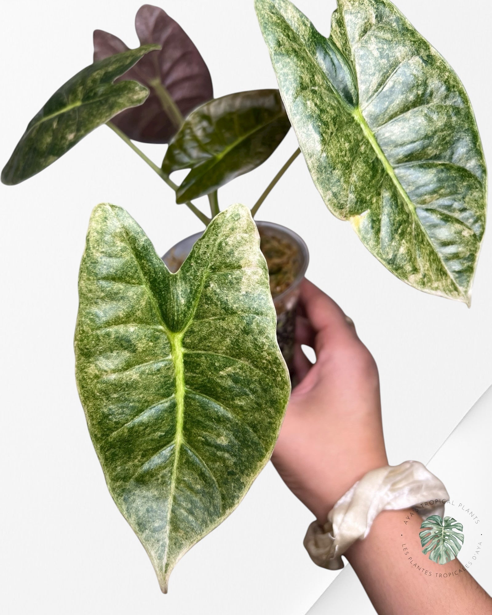 Alocasia Golden Bone Pink Splash