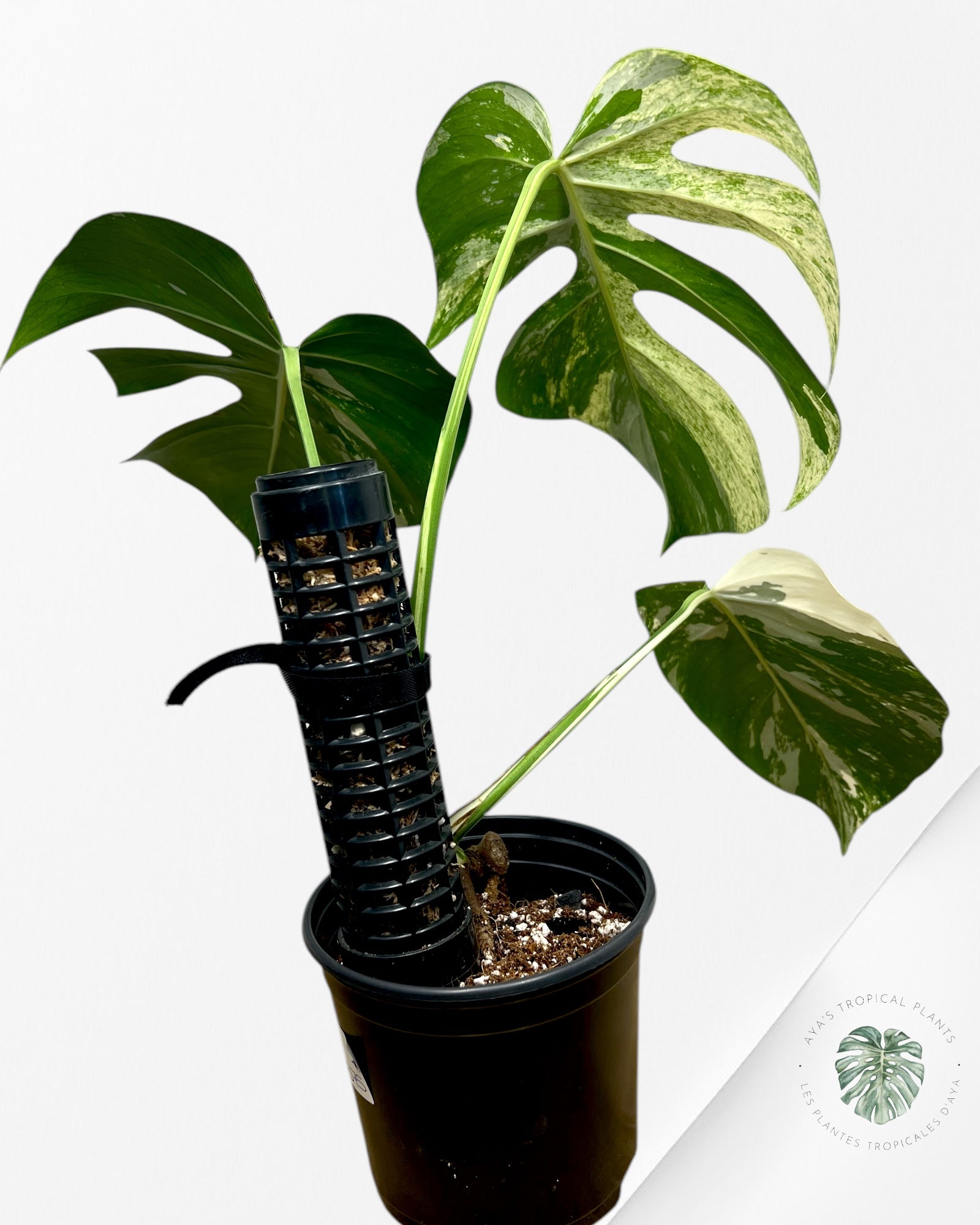 Monstera Deliciosa Mint - M1