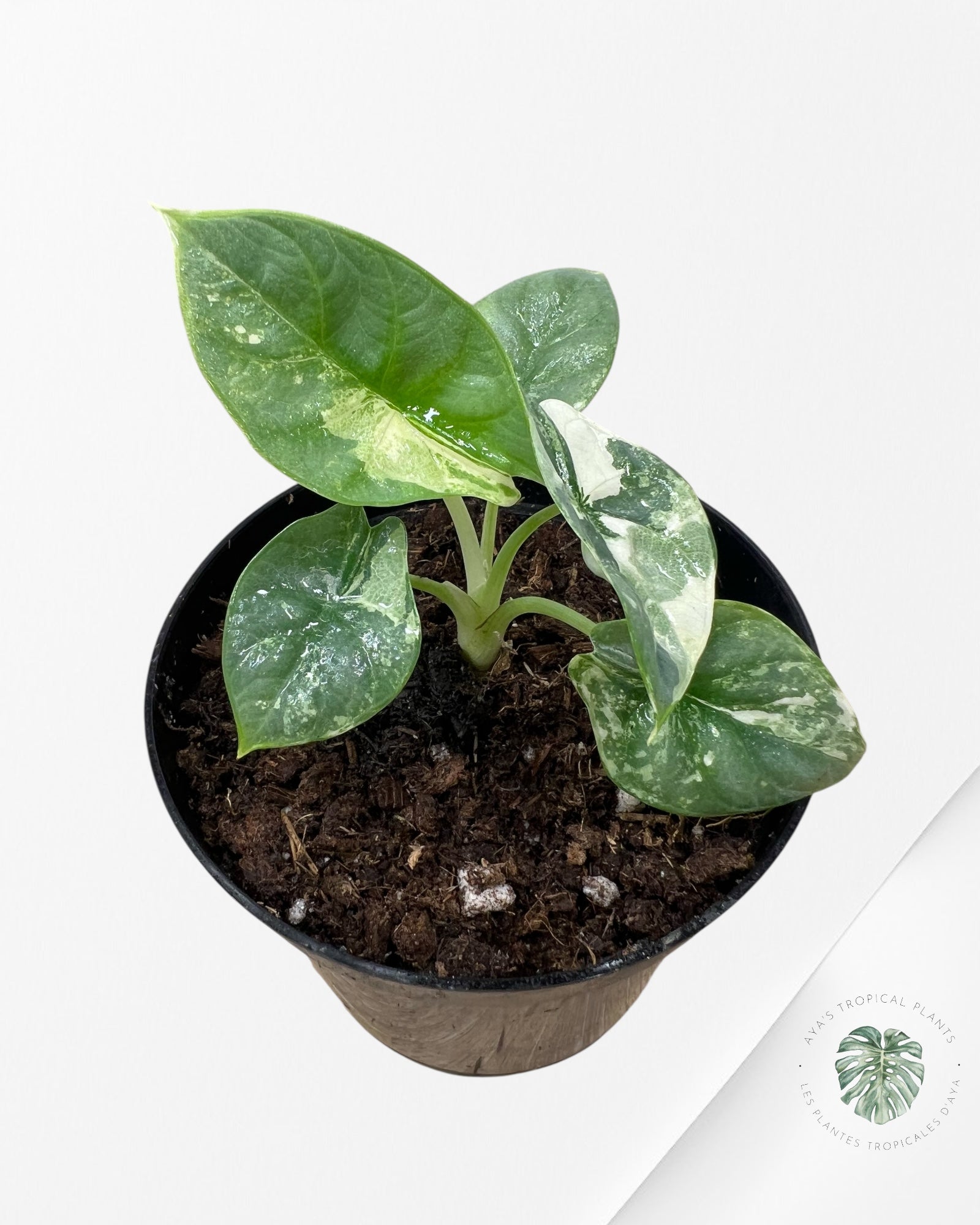 Alocasia baginda 'Silver Dragon' panaché - F3