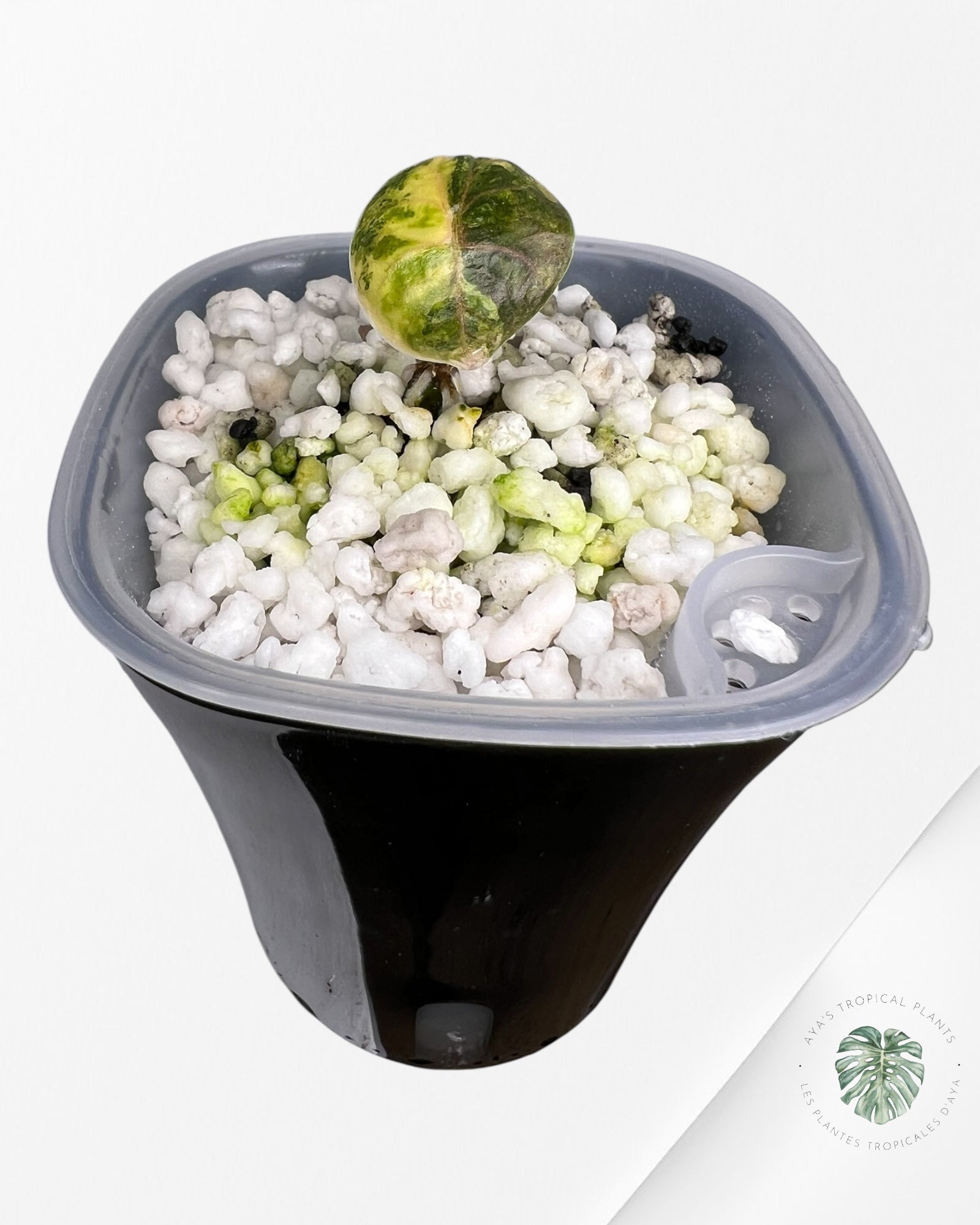 Alocasia Azlanii Aurea panaché