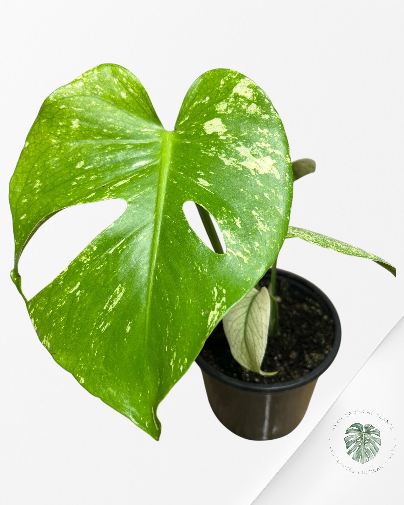 Monstera Menthe - SP4