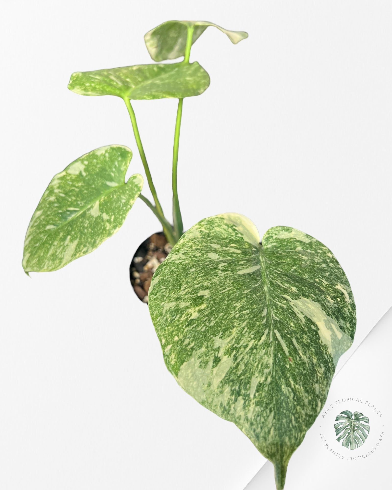 Monstera Legacy - 02