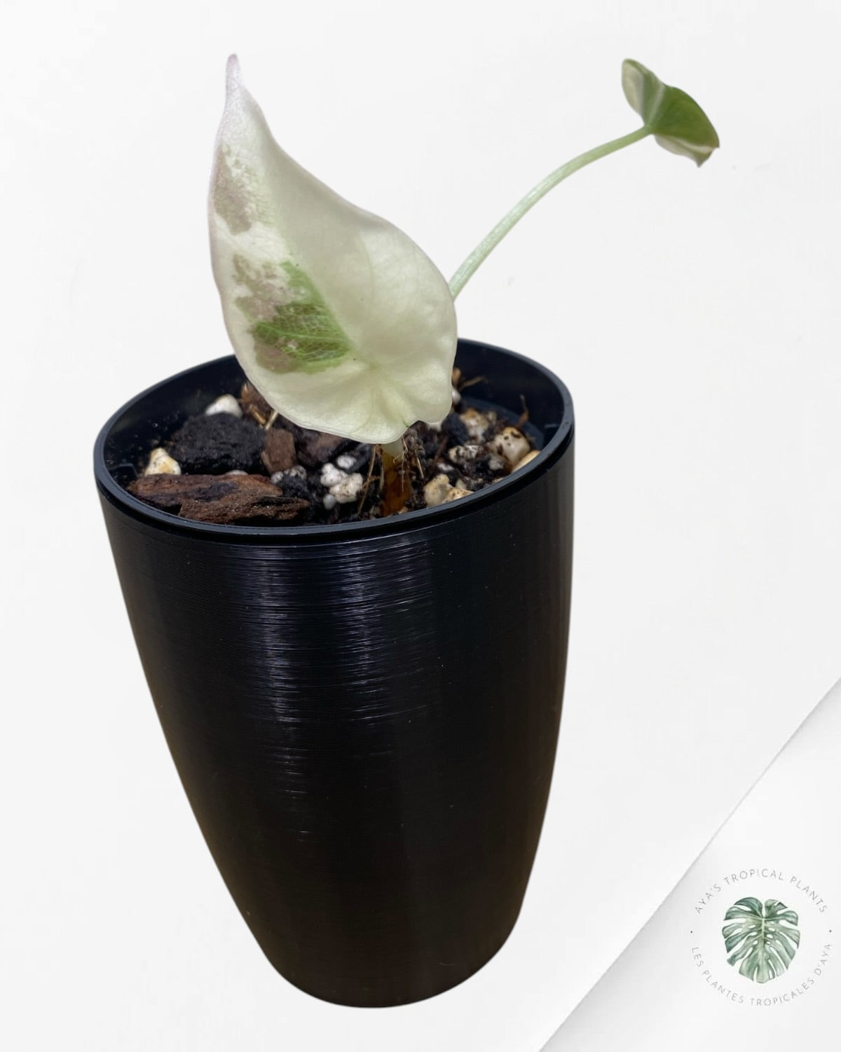 Alocasia Black Velvet Pink Variegated