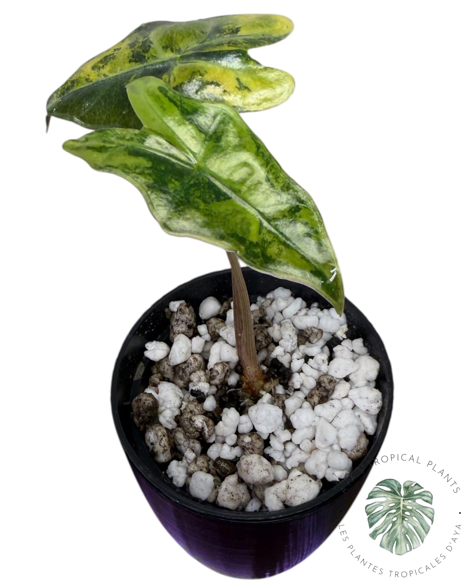 Alocasia Nobilis Aurea Variegated