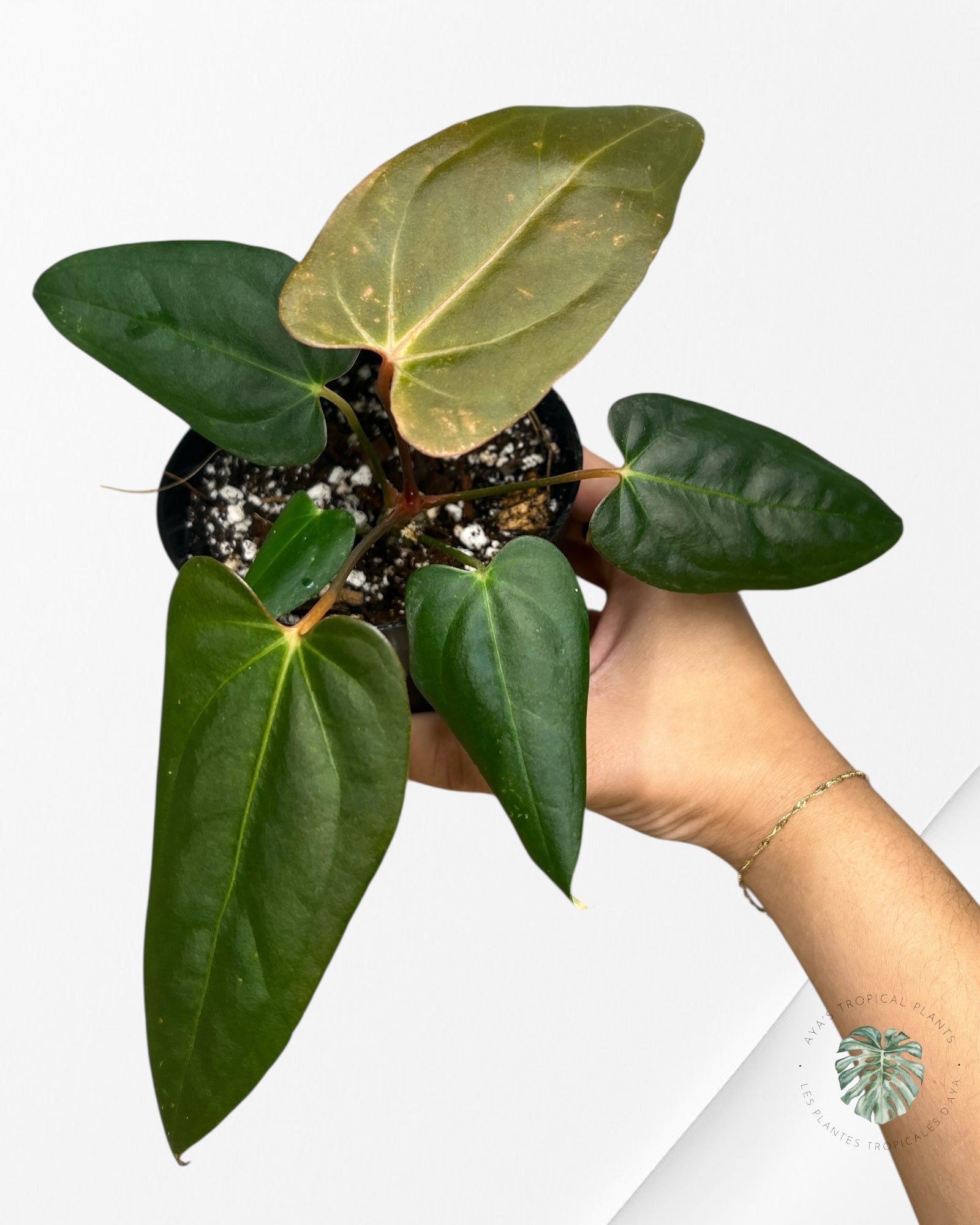 Anthurium papillilaminum - AP6