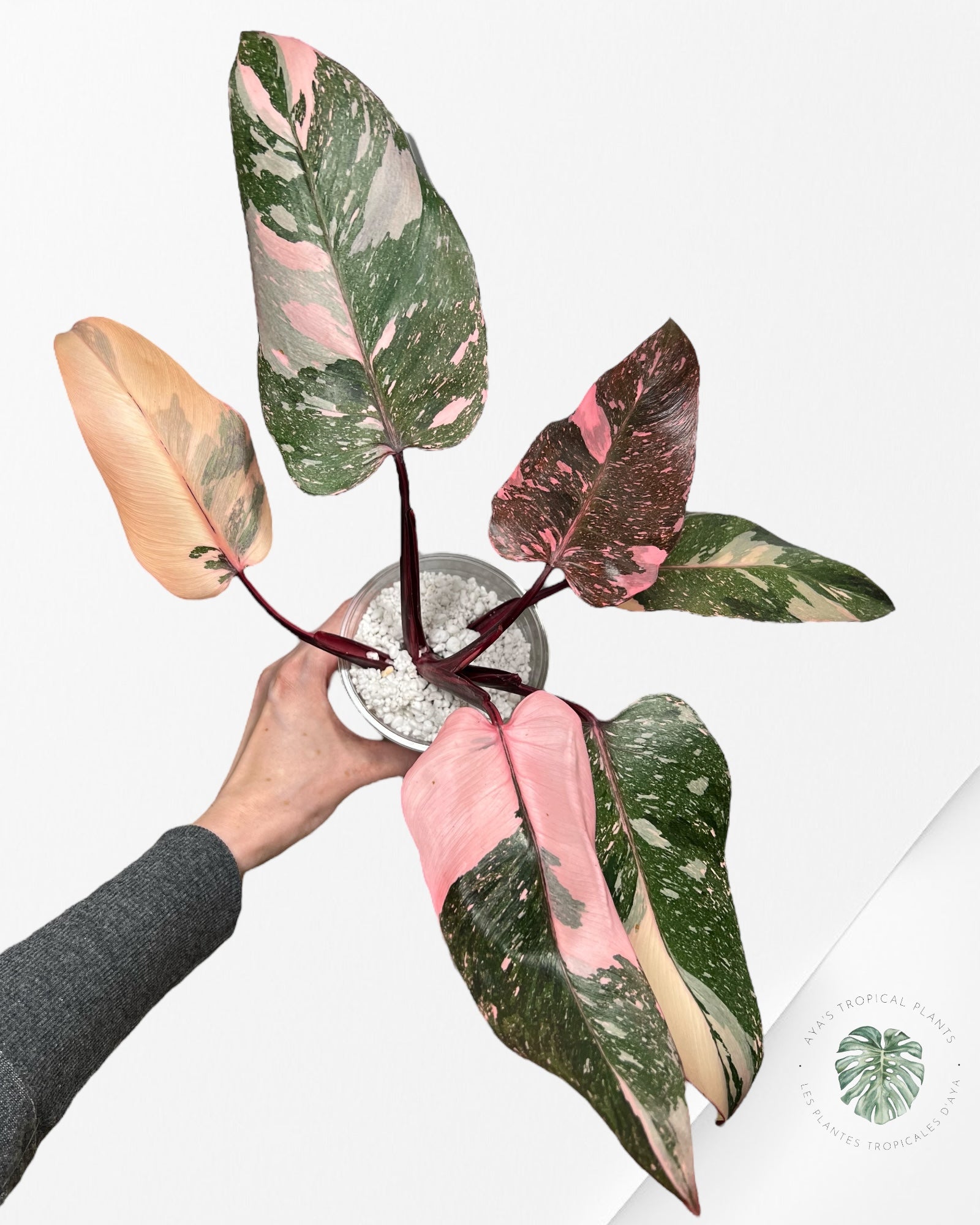 Philodendron Pink Galaxy - P1