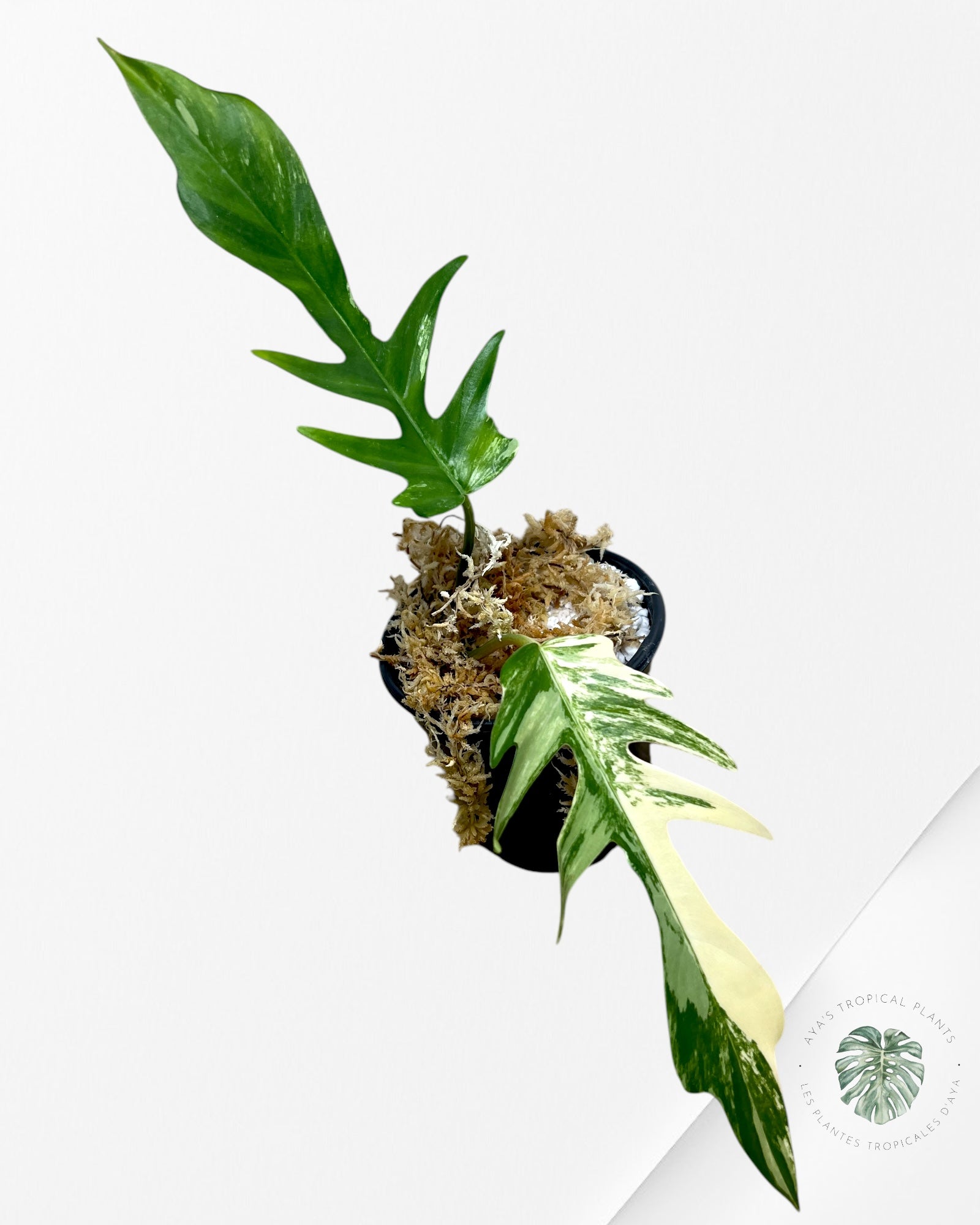 Philodendron Florida Beauty X tortum - S1