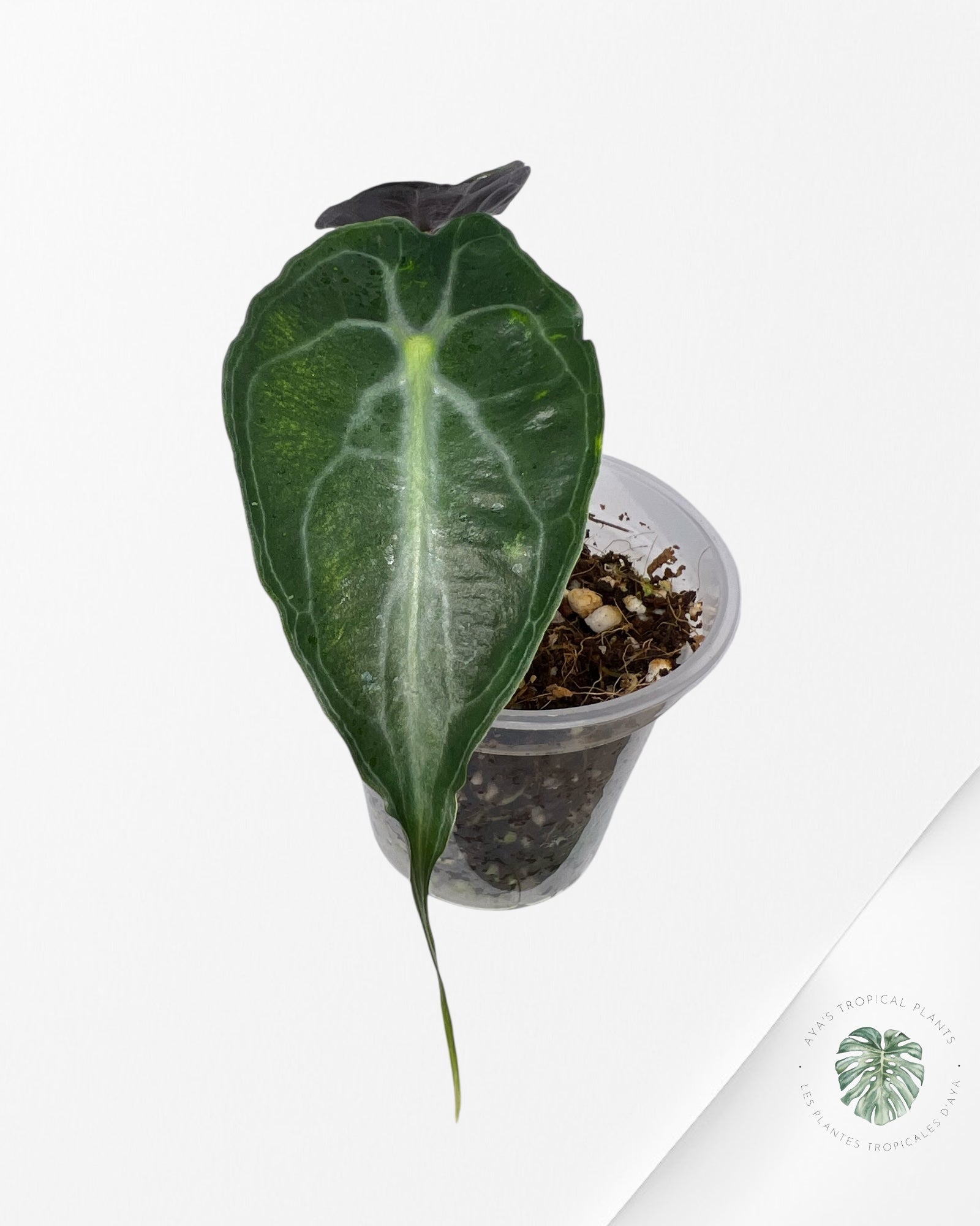 Venin d'Alocasia-44