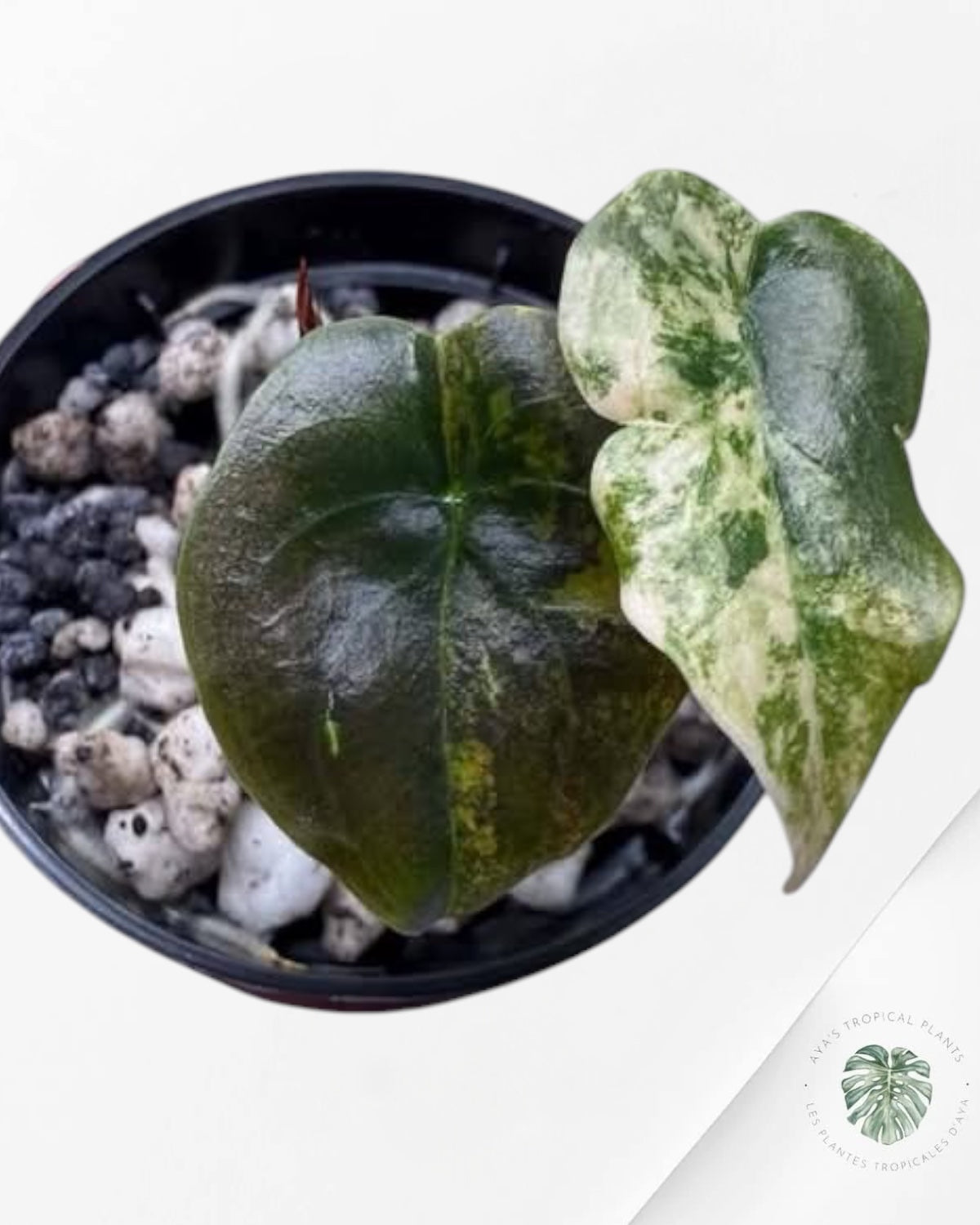 Alocasia Cuprea Golden Latte