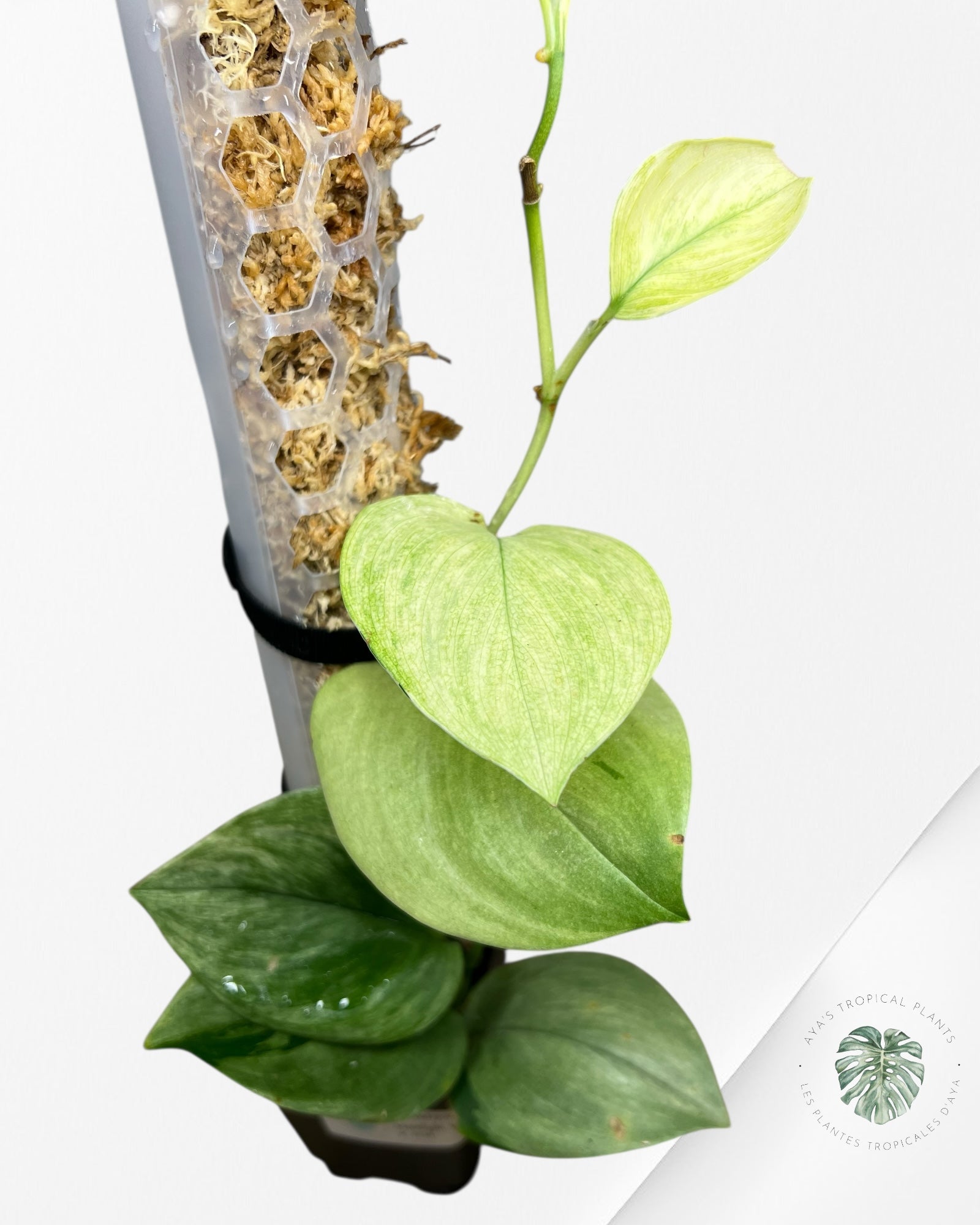 Scindapsus Treubii Moonlight White Mint - STM06