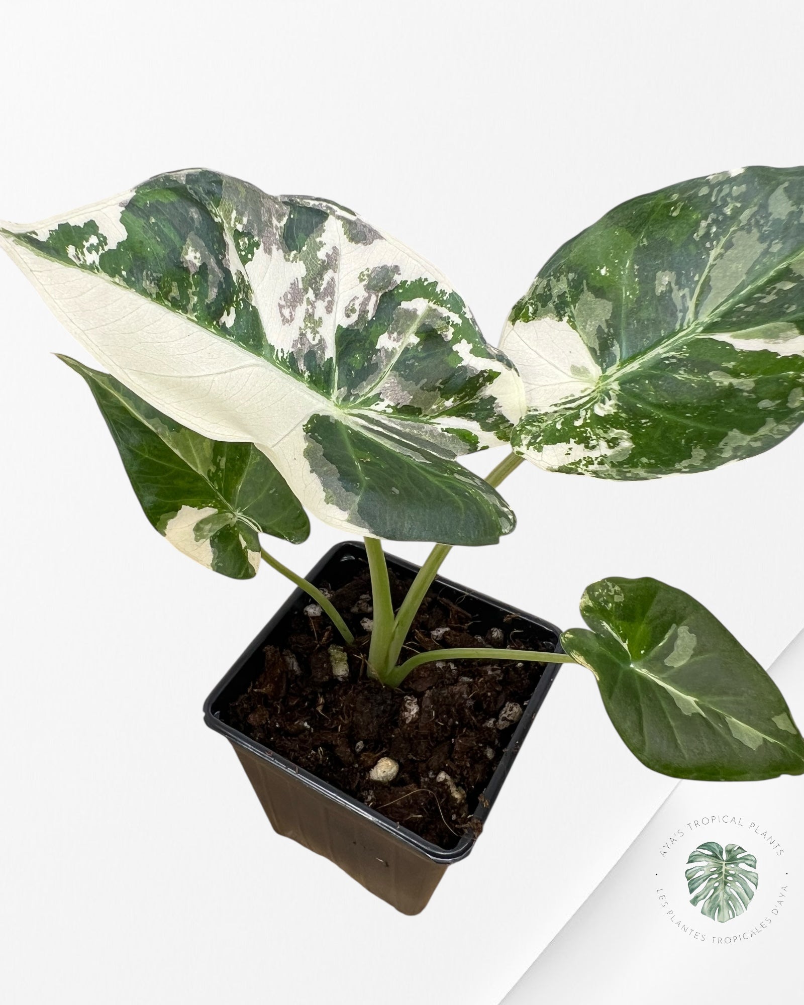 Alocasia 'Regale Shield' (albo) panaché