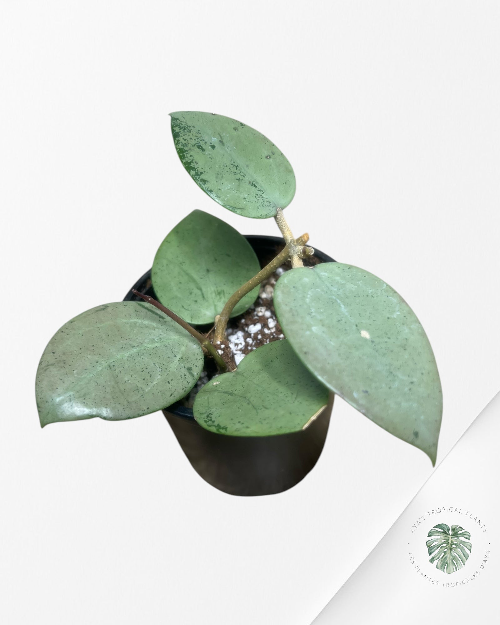 Hoya verticillata 'Silver Heart' - T5