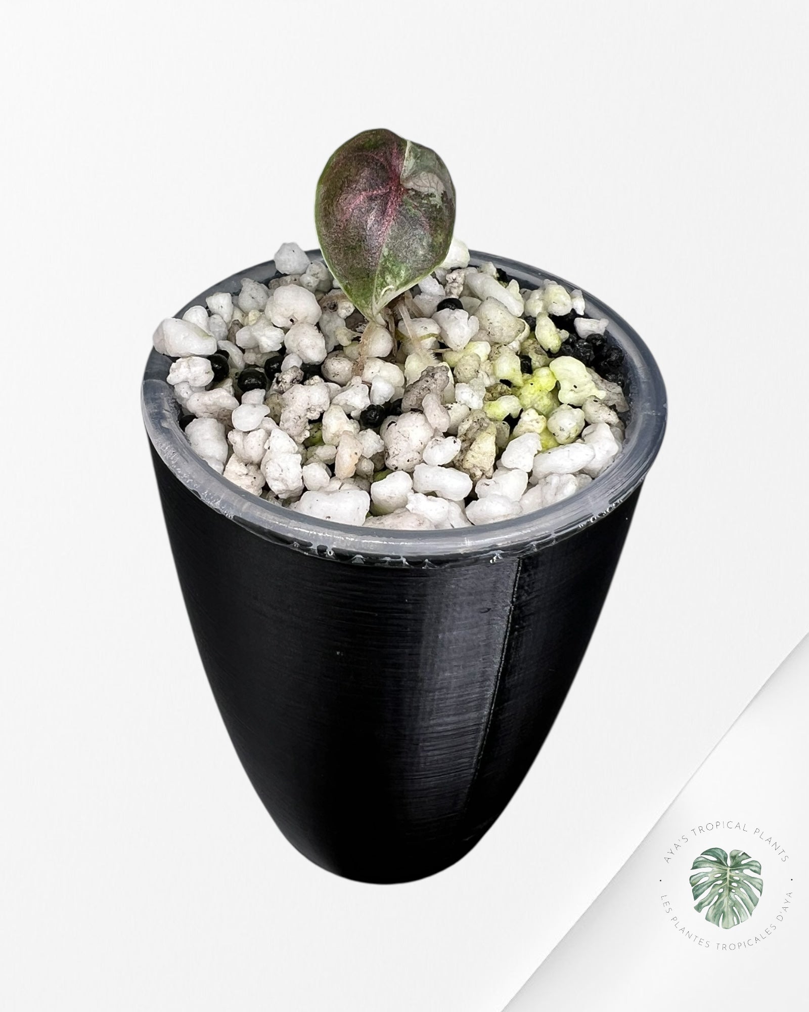 Alocasia Azlanii Pink Variegated