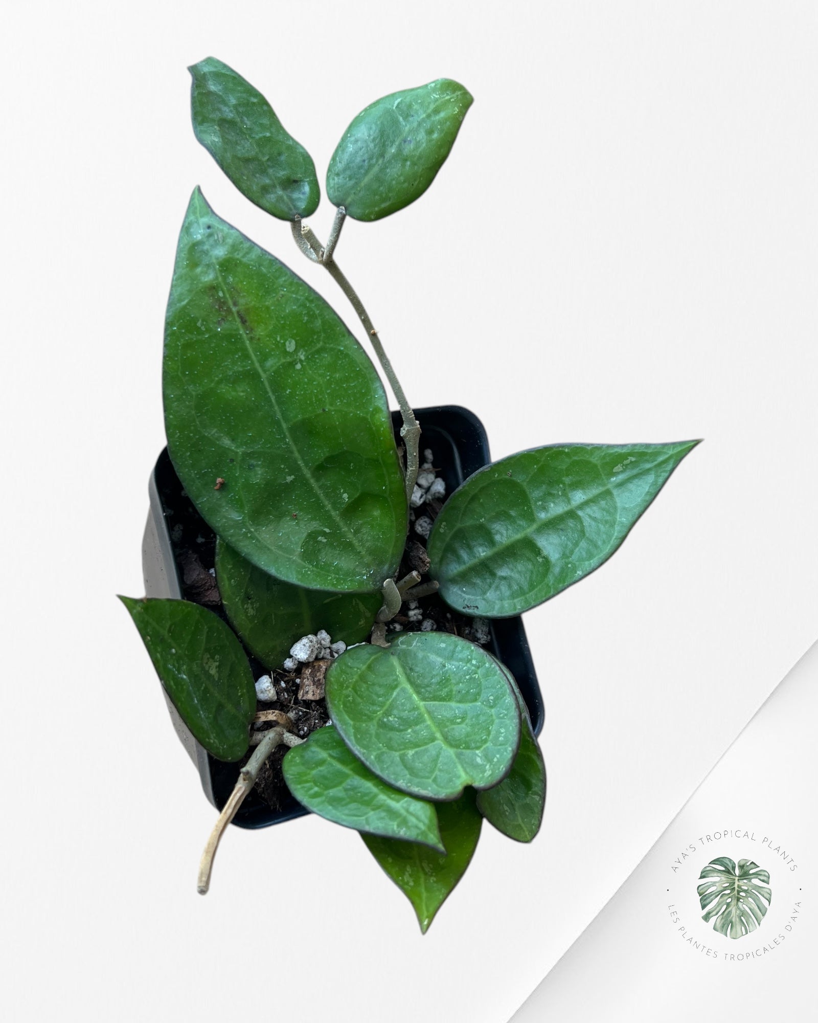 Hoya Black Margin