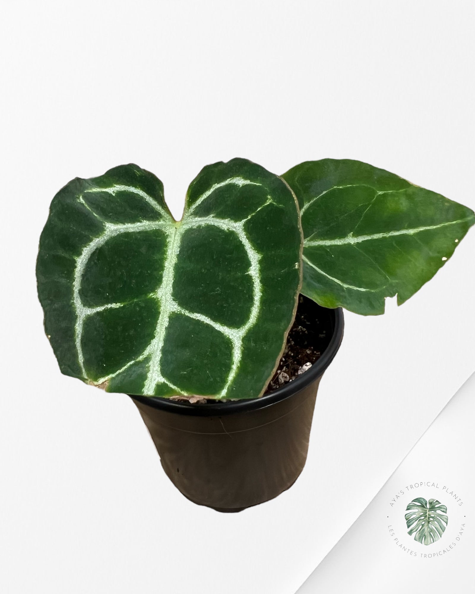Anthurium Crystallinum - B