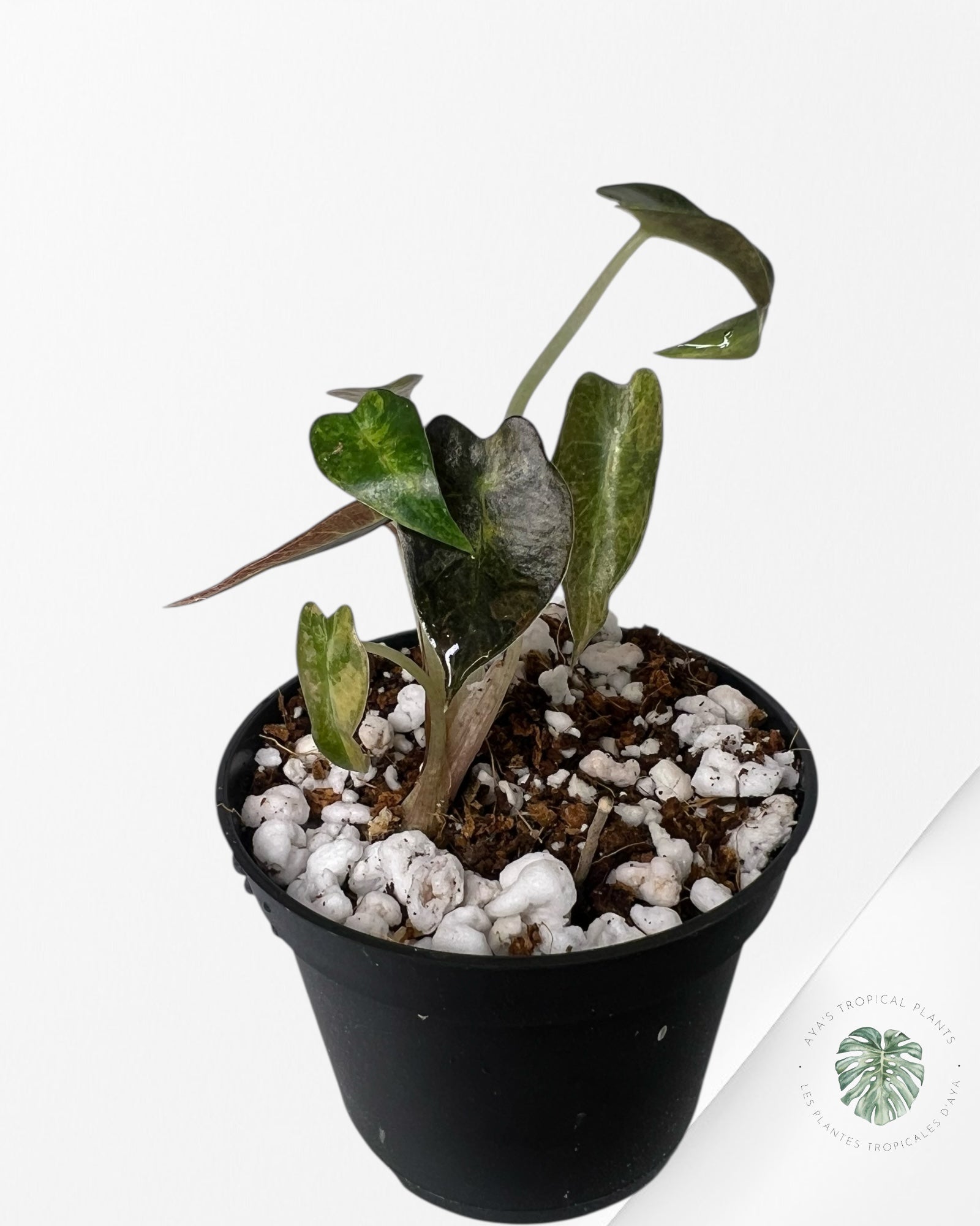 Alocasia Bambino Variegated (Aurea) - BV3