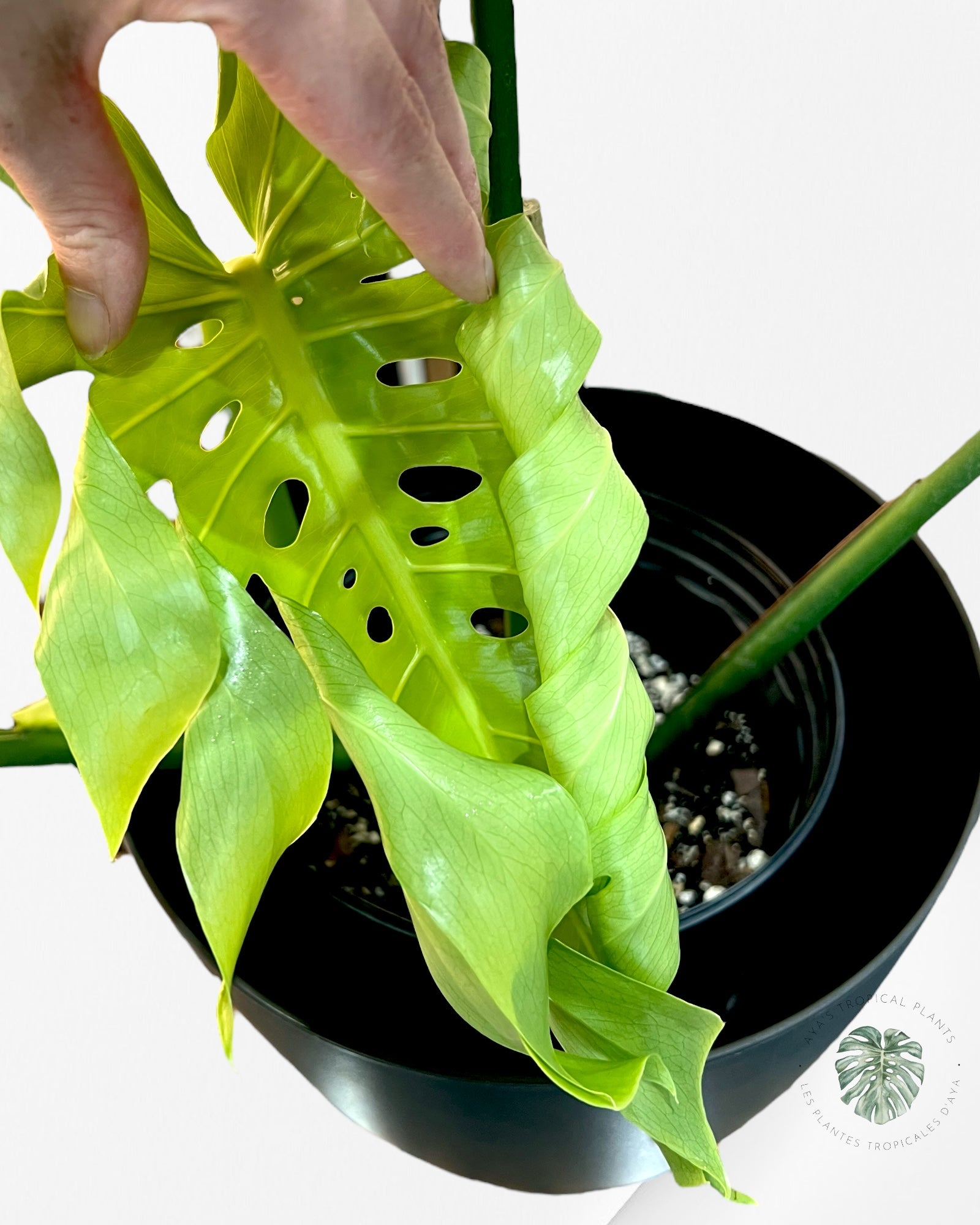 Monstera Deliciosa Orange-MO1