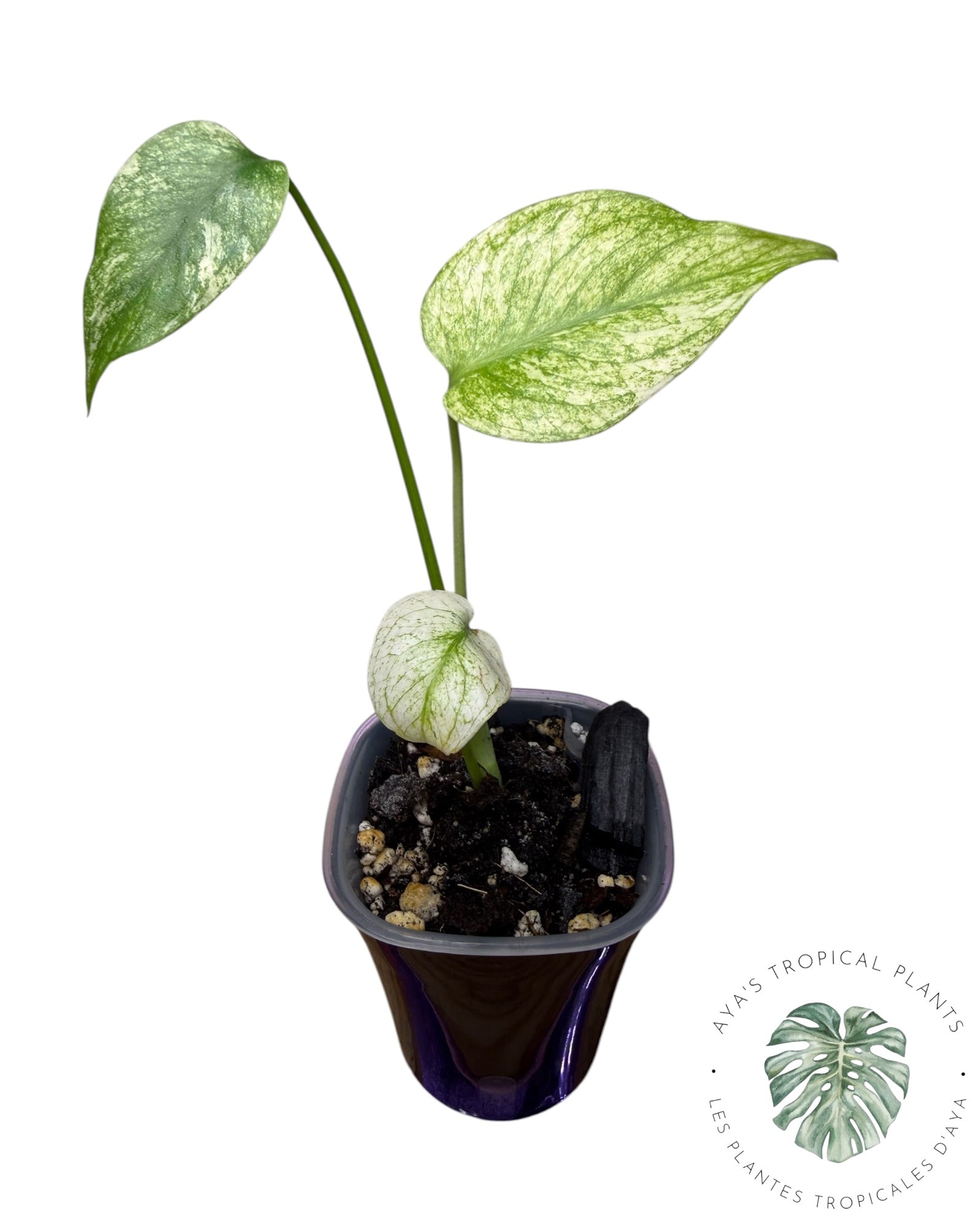 Monstera White Monster