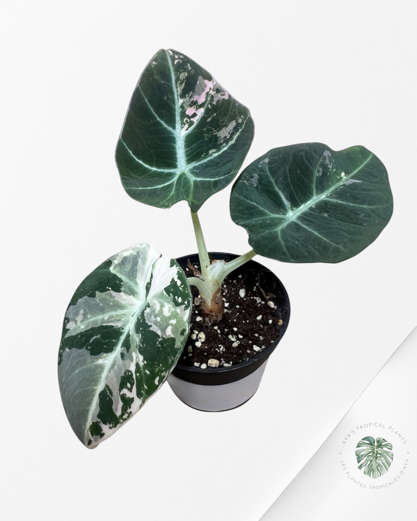 Alocasia Black Velvet Pink - P7