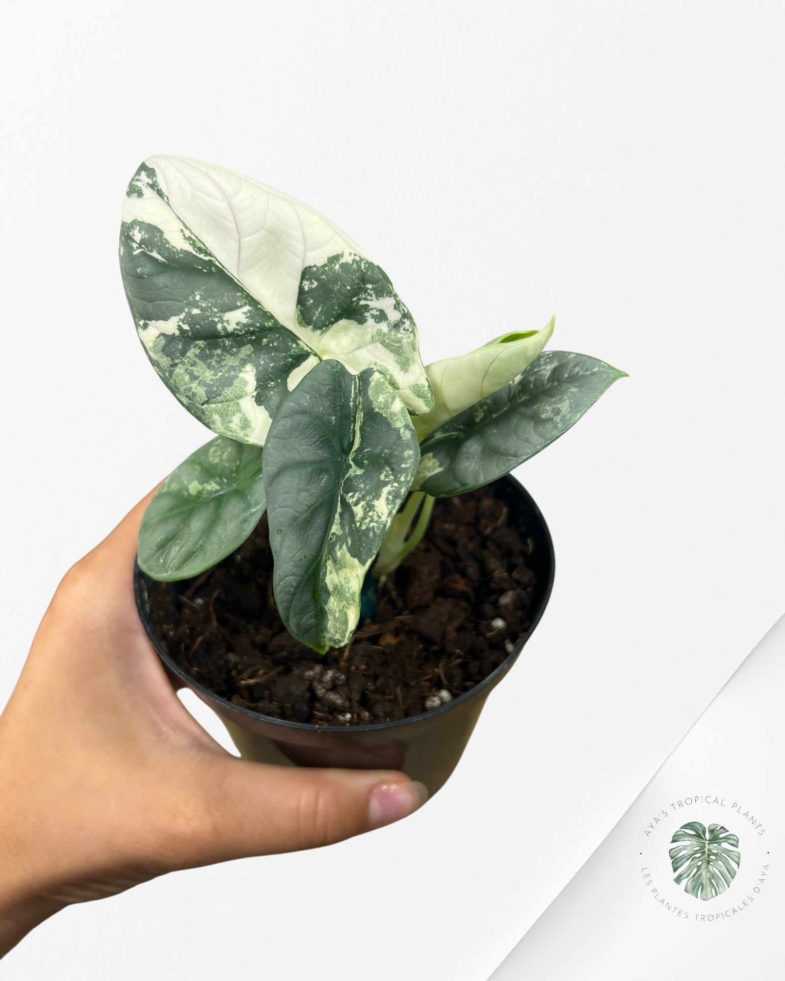 Alocasia baginda 'Silver Dragon' variegated - F2
