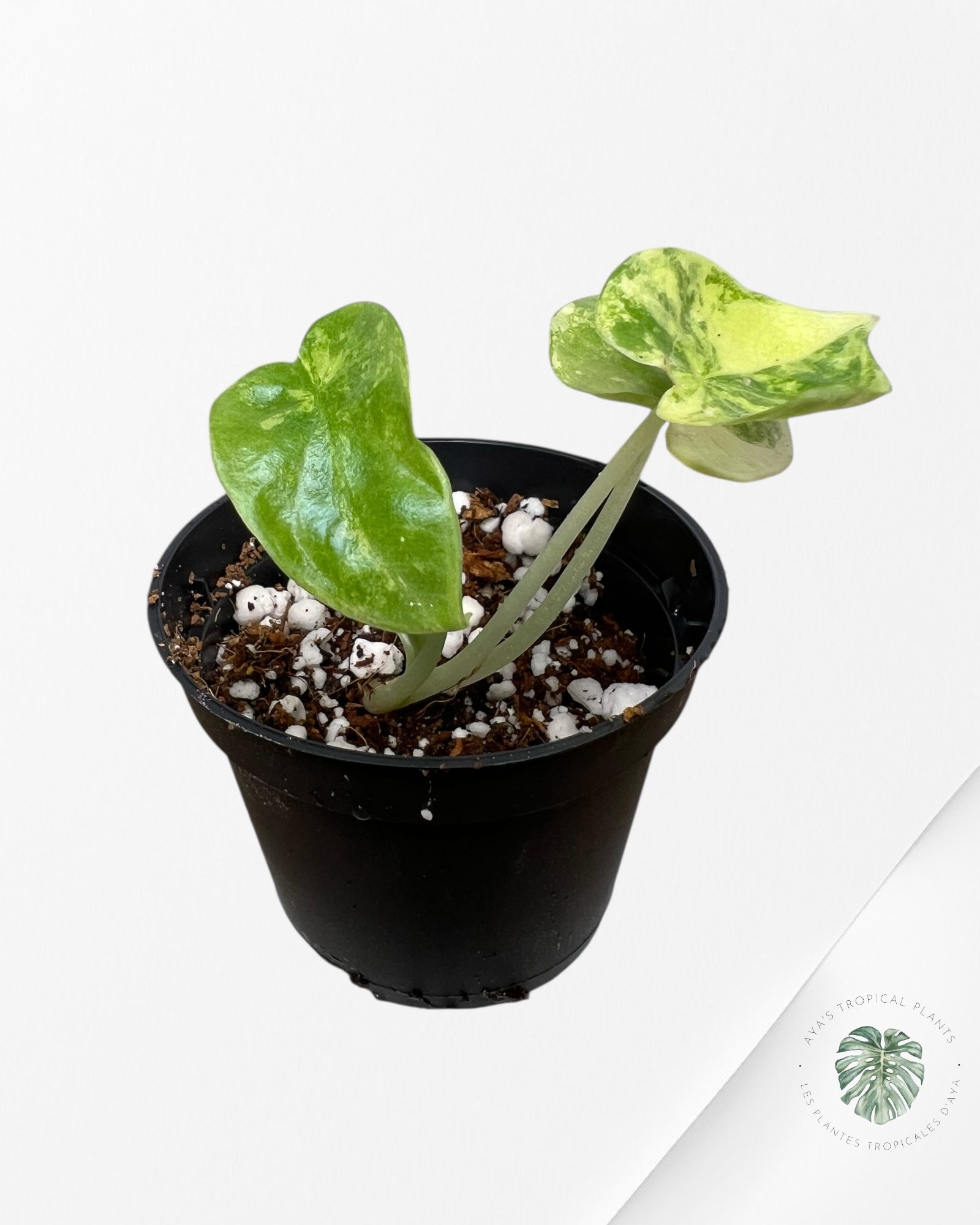 Alocasia Dragon Scale Variegated Aurea - 31