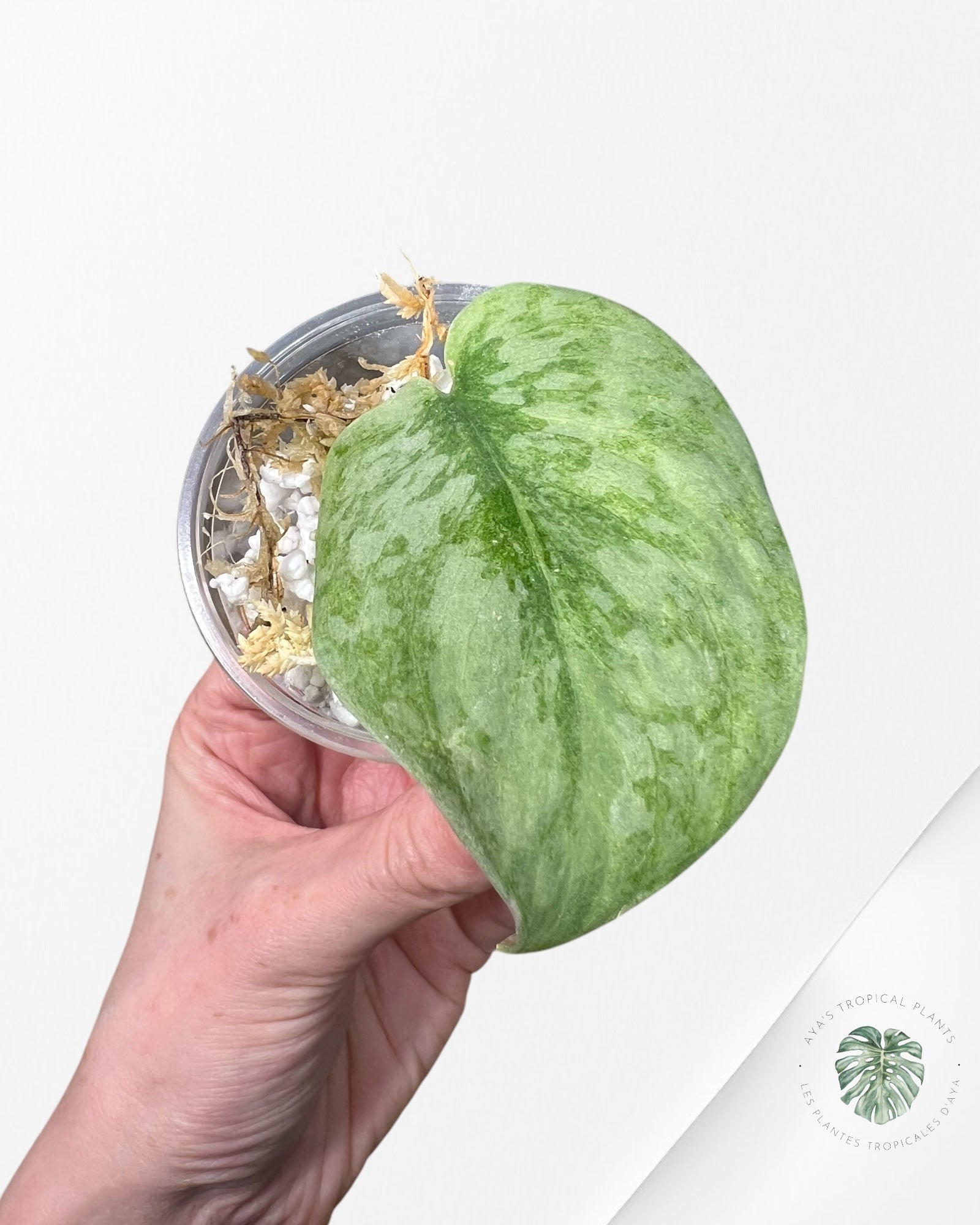 Scindapsus lichemint -01