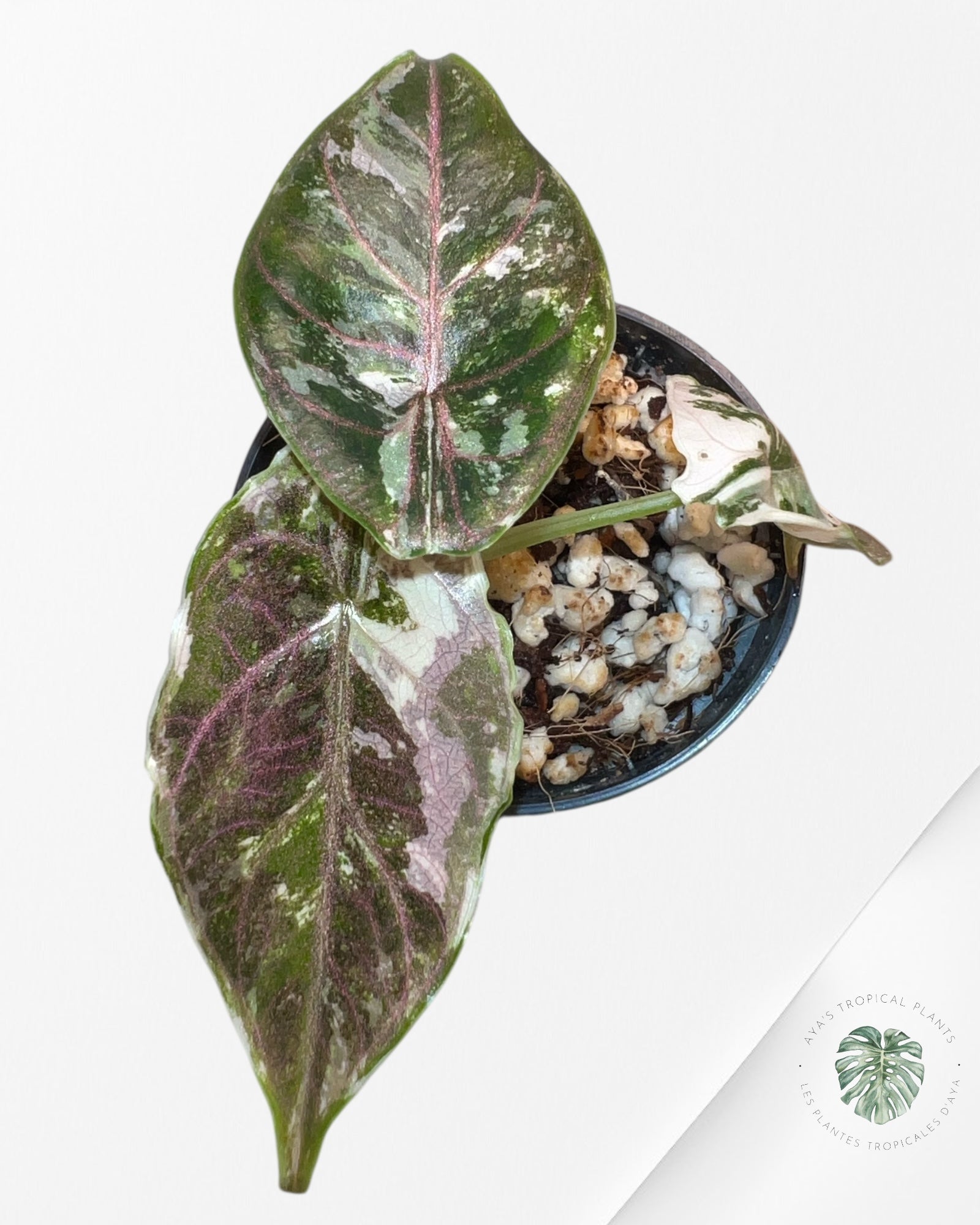 Alocasia Azlanii Pink Variegated - 02