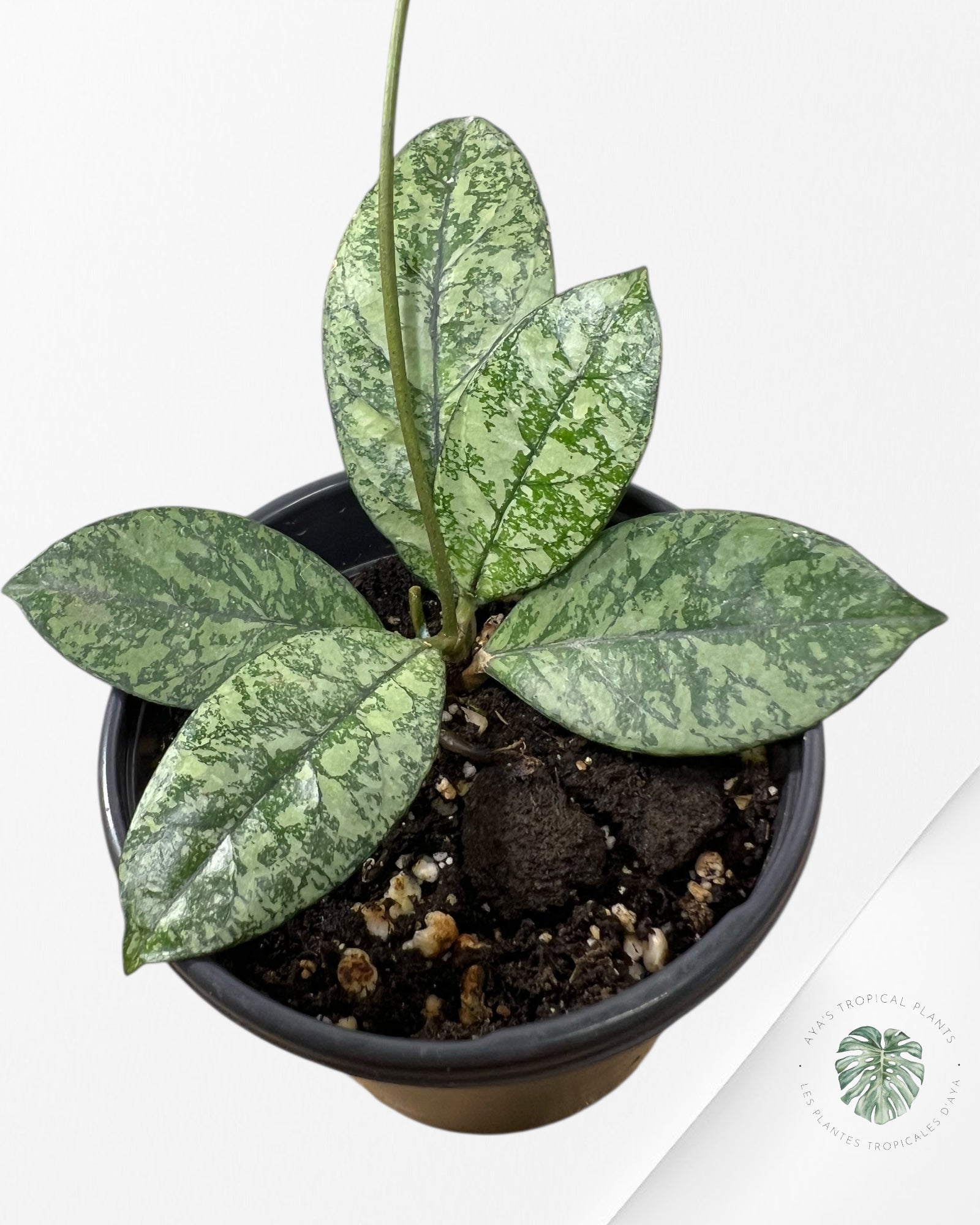 Hoya crassipetiolata (Super splash) - 100