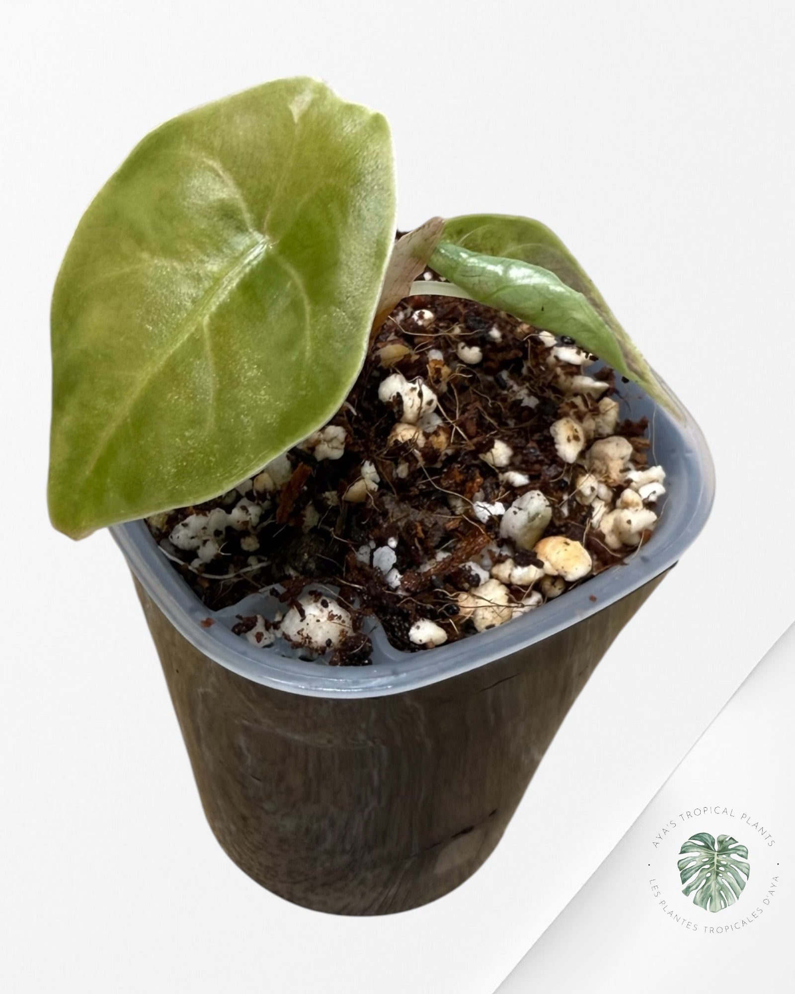 Alocasia Azlanii rose panaché