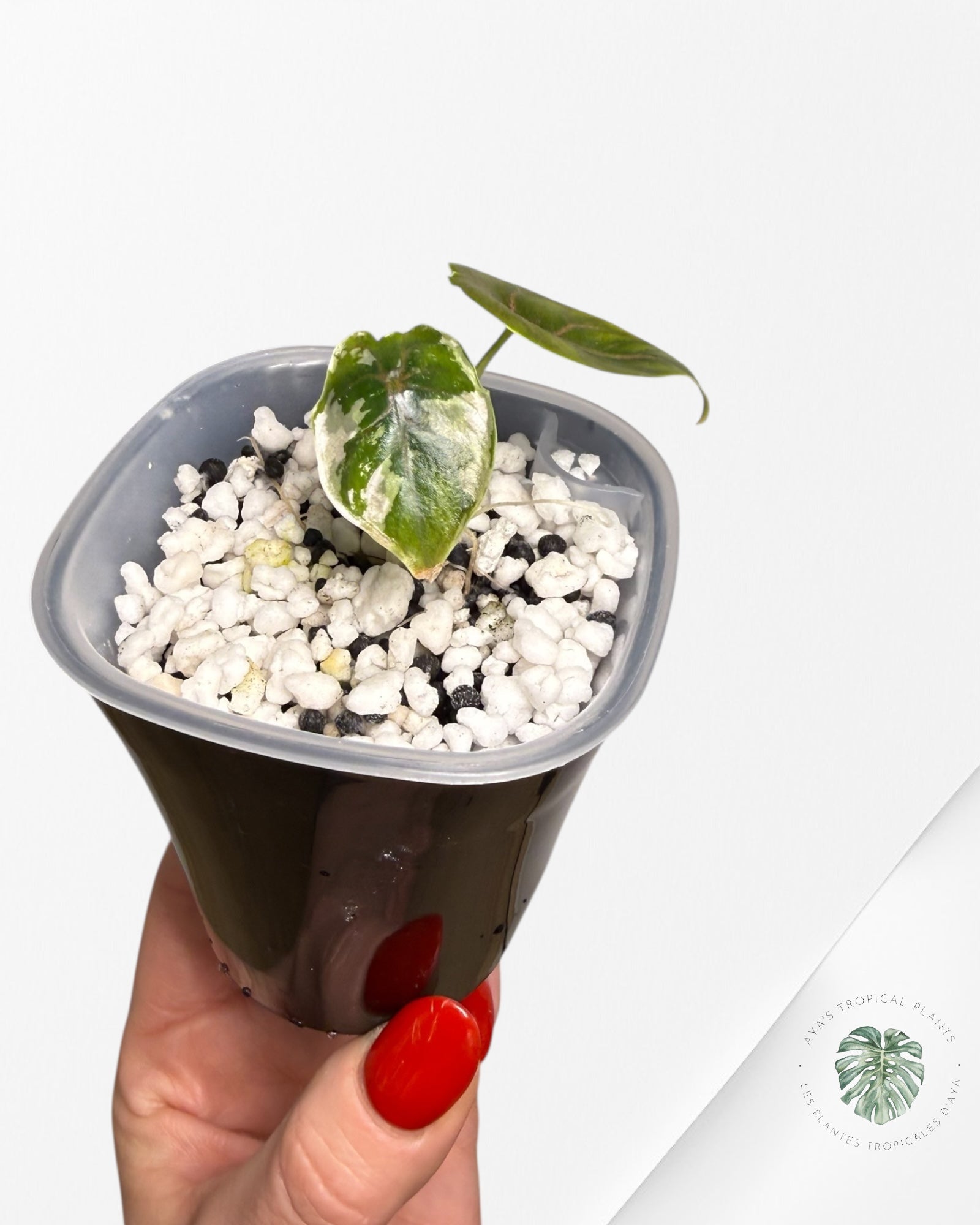 Alocasia Azlanii Pink Variegated