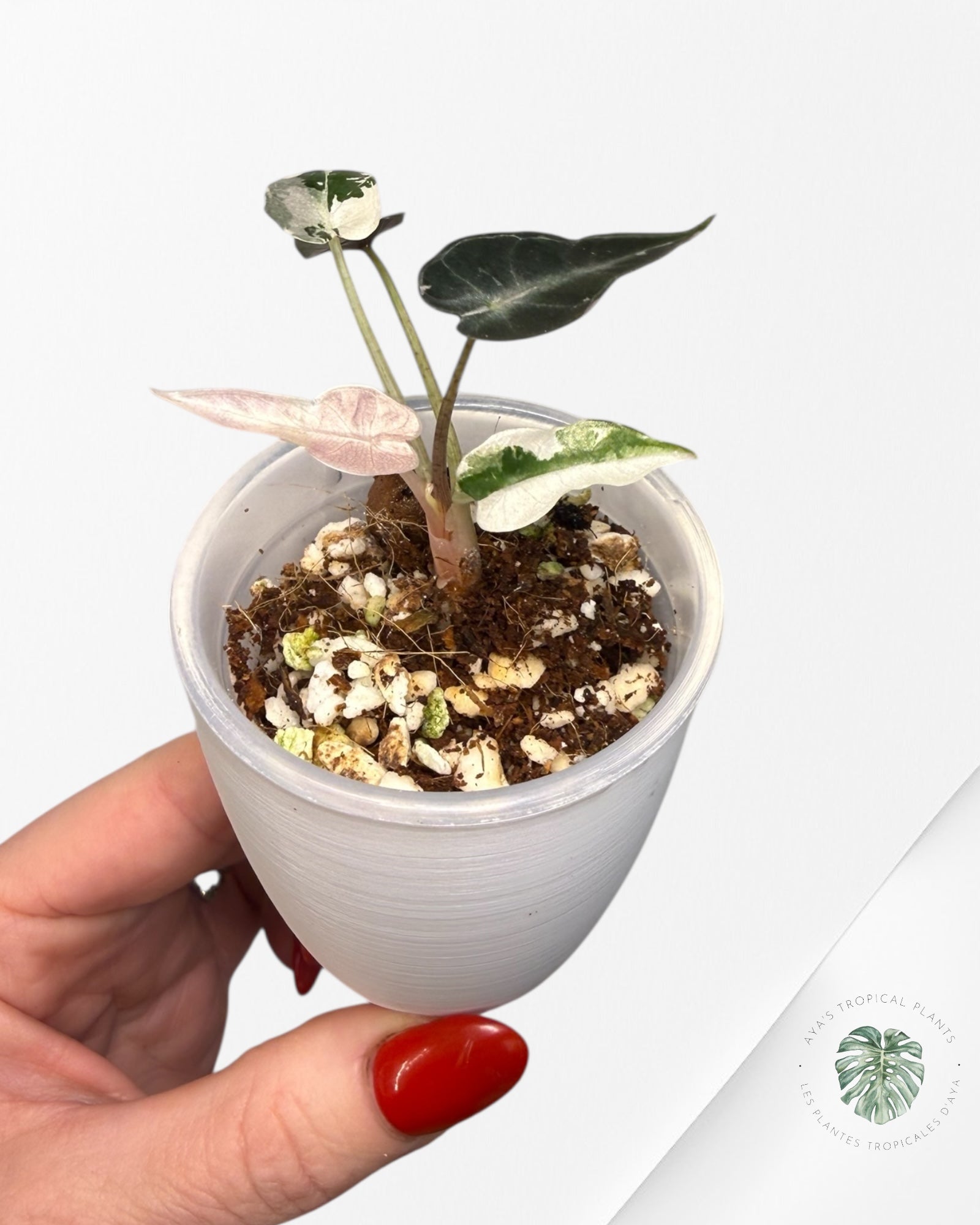 Alocasia Bambino Variagated Pink