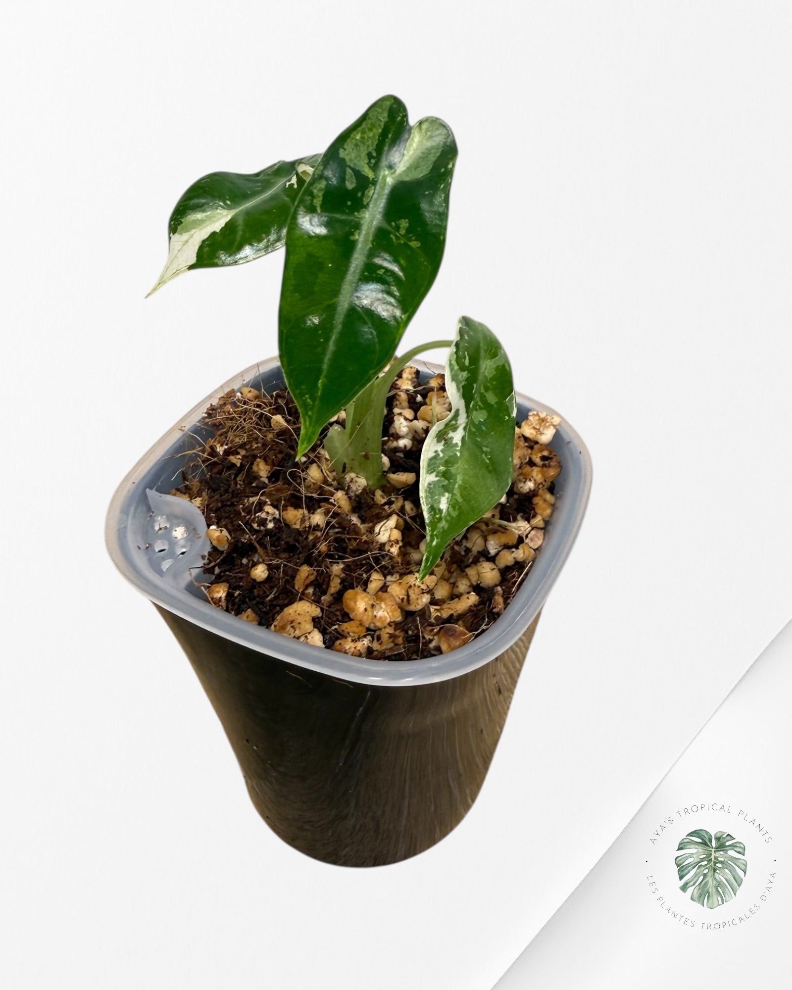 Alocasia Bambino Variagated