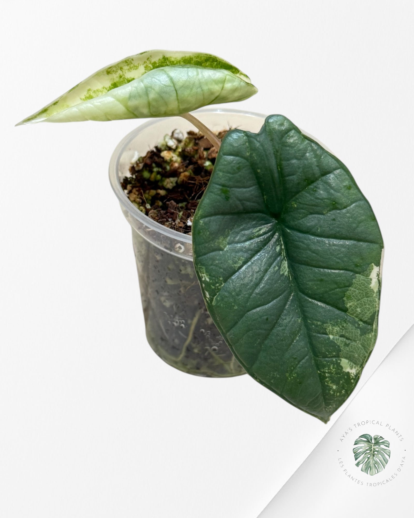 Alocasia Bisma sp. 'Platinum' Albo Variegated | Rare TC Plant| Aya's Tropical Plants