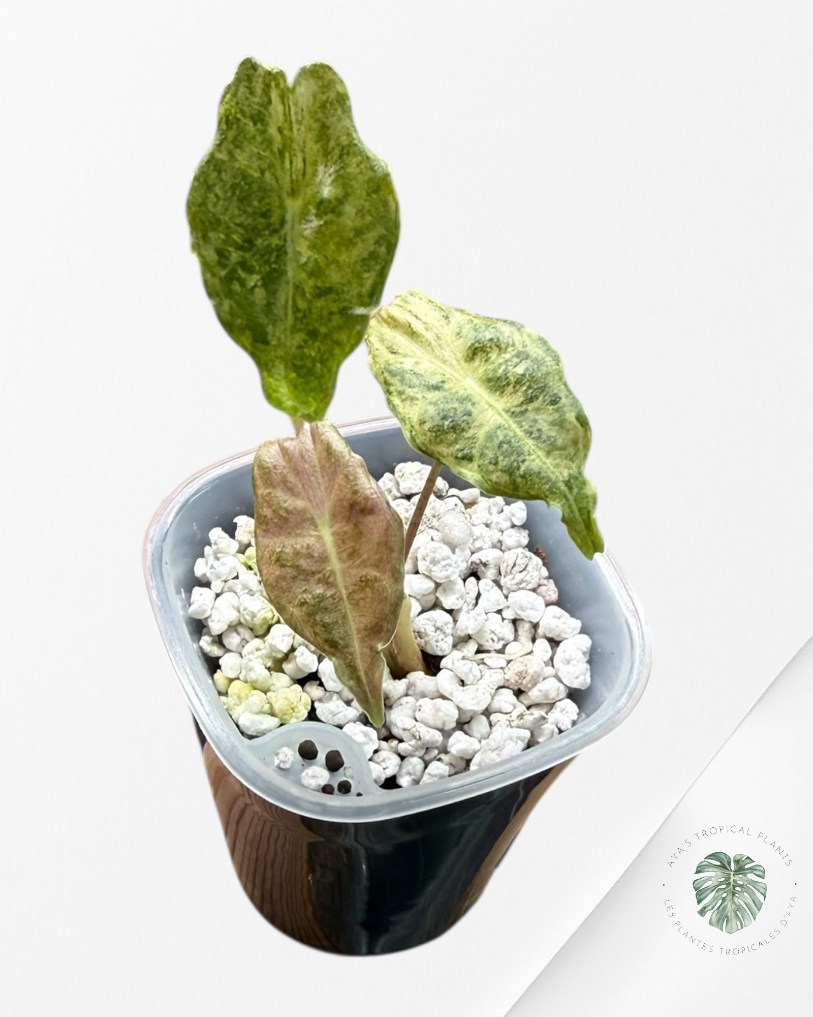 Alocasia Black Satun Pink Stardust