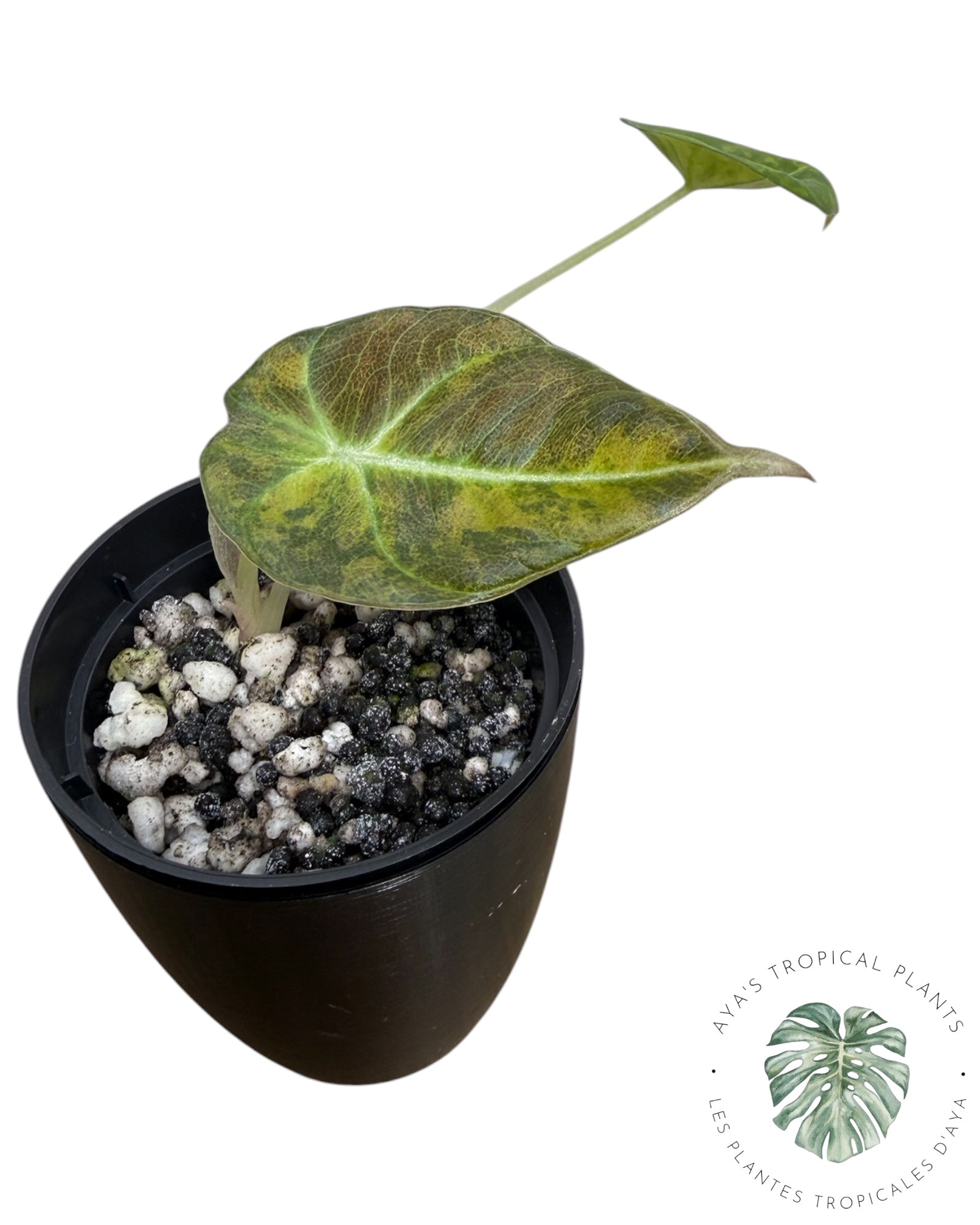 Alocasia Black Velvet Aurea panaché