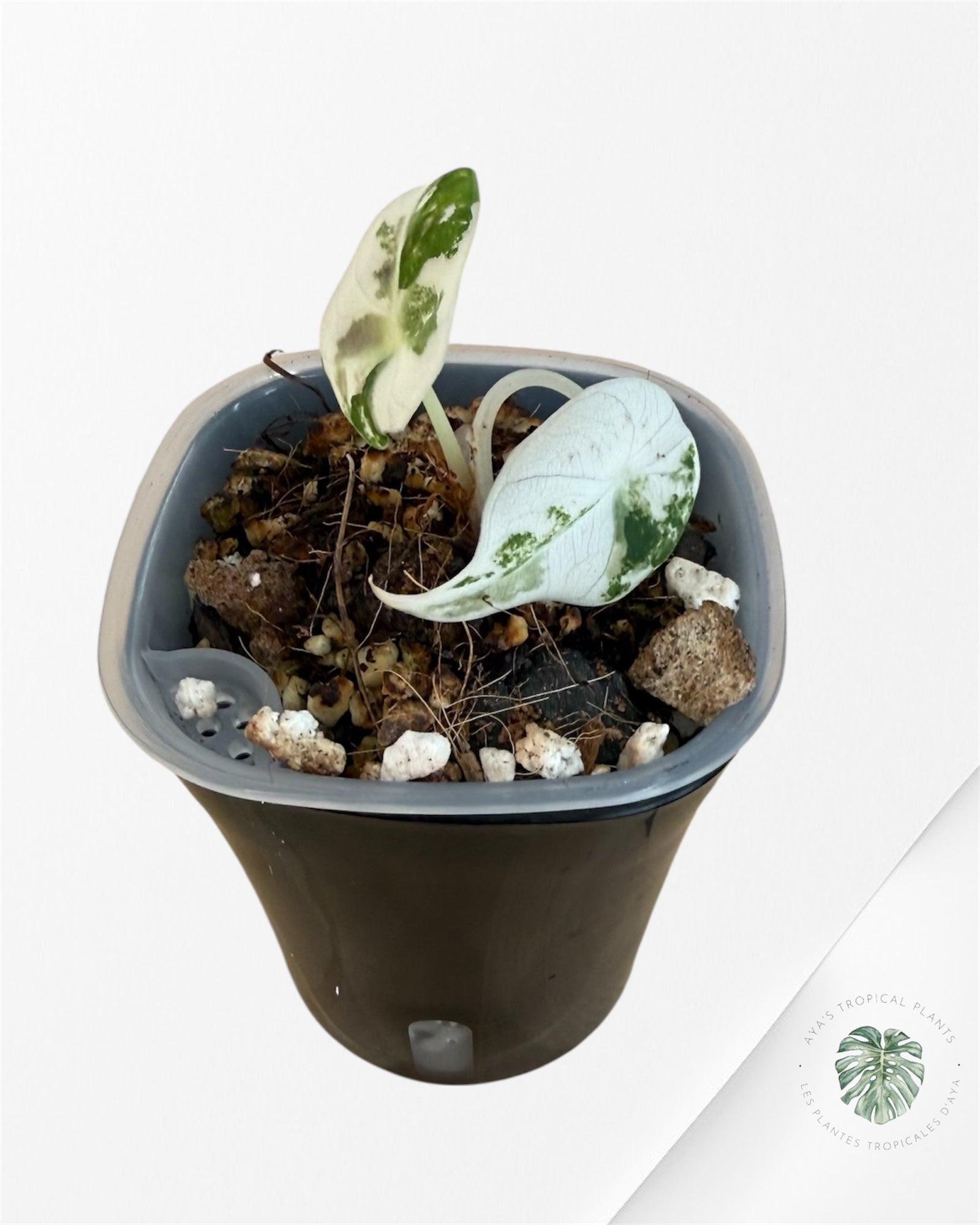 Alocasia Black Velvet Pink Variegated